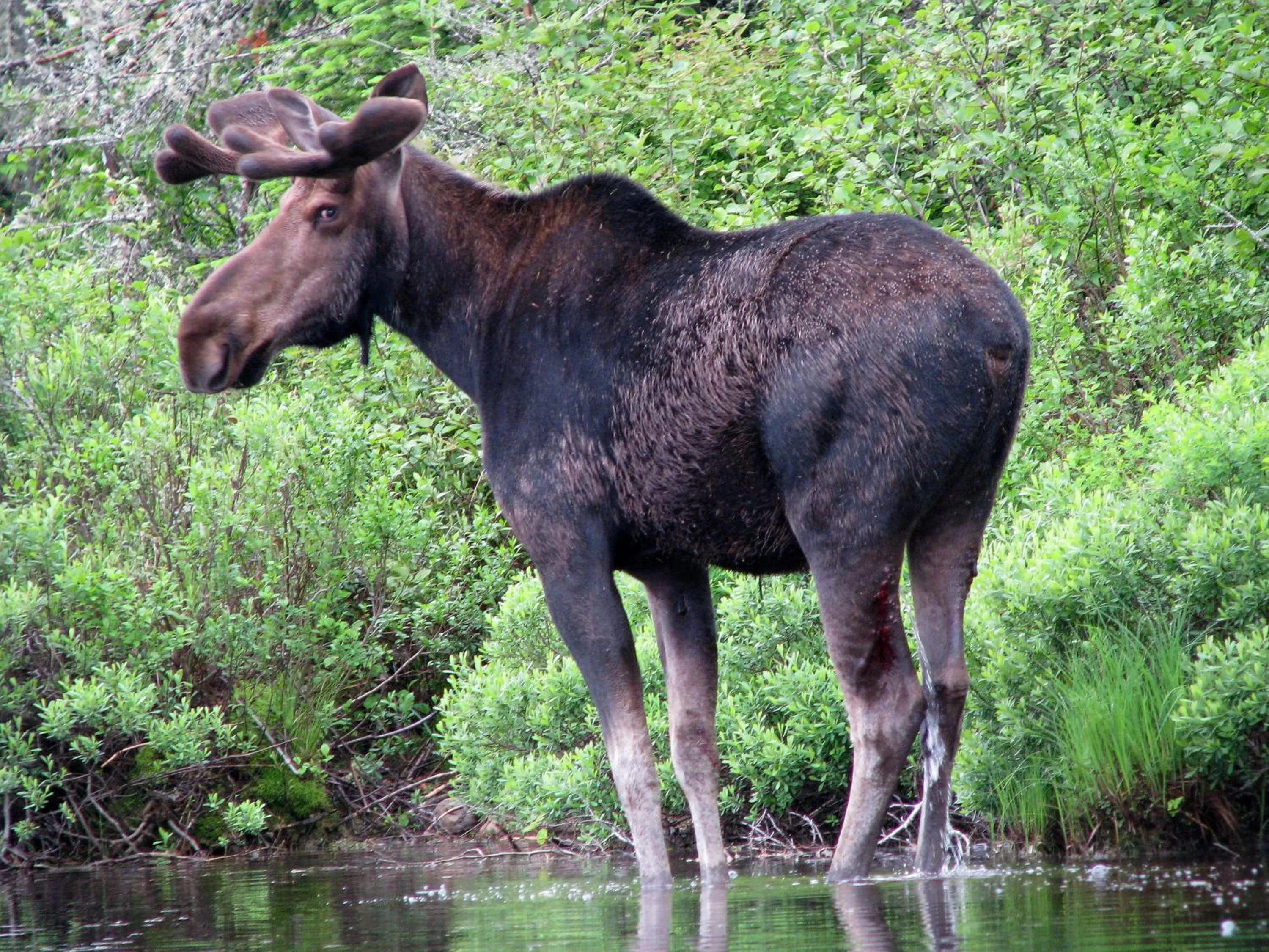 Canoeing in L'Auberge Refuge du Trappeur