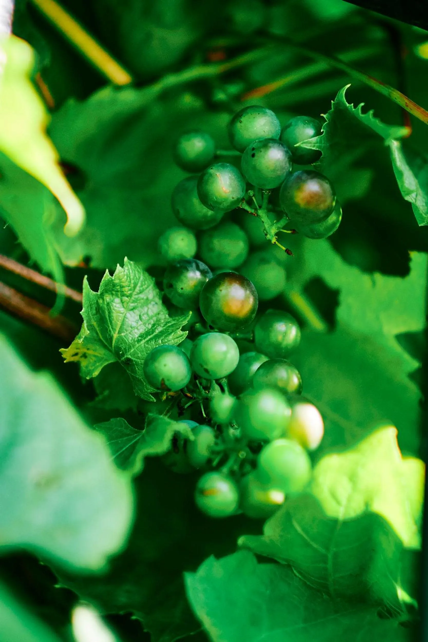 Property building in Nuns Cottage Bed & Breakfast