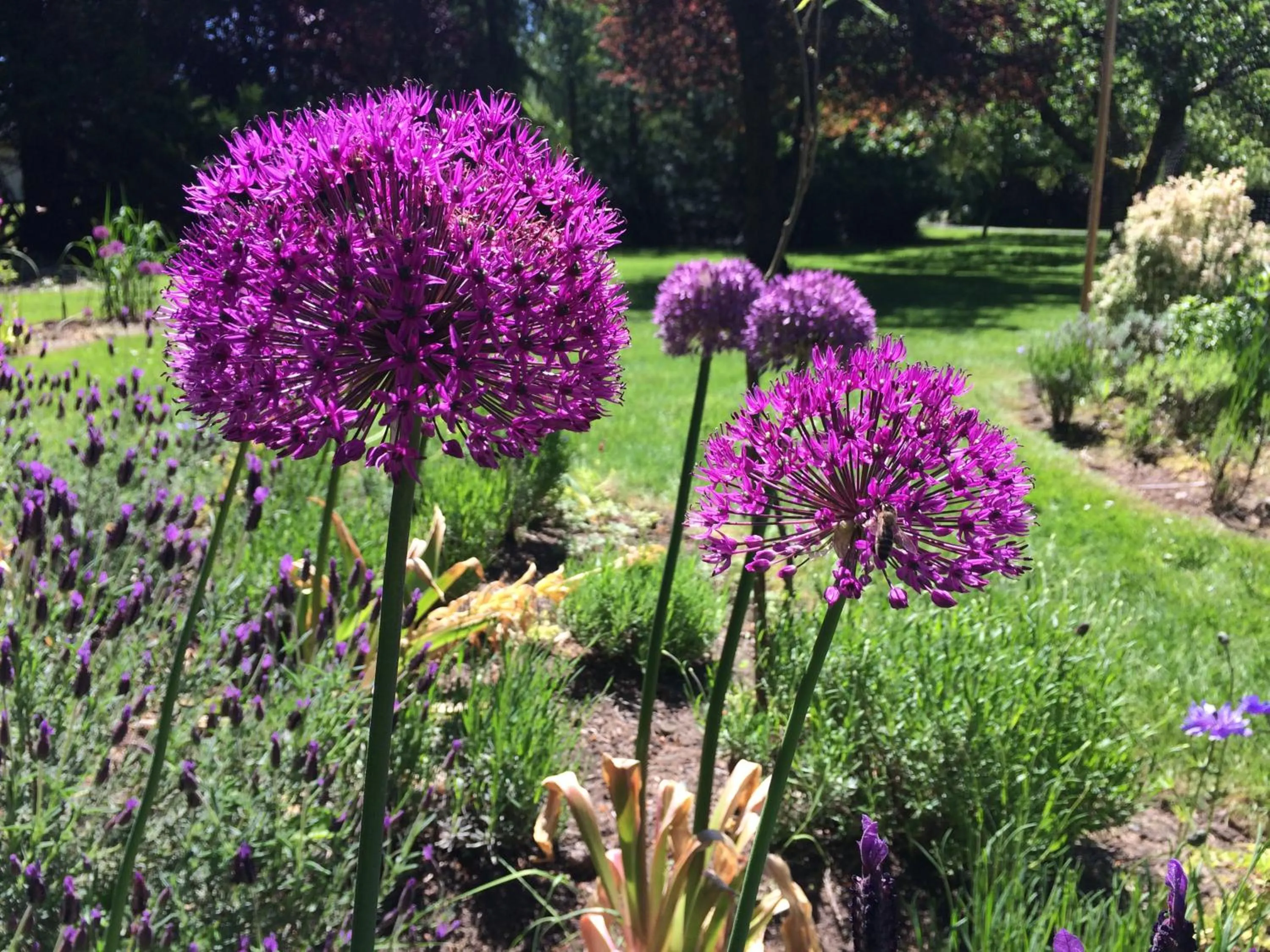 Garden in Wisteria Guest House