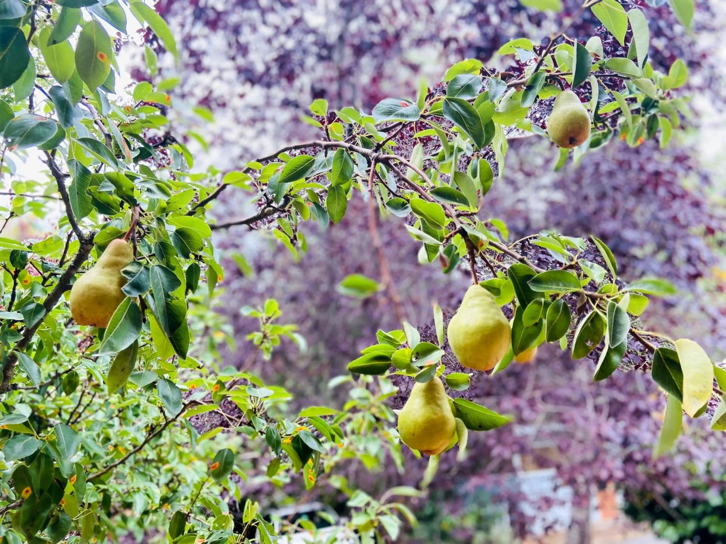 Garden in Wisteria Guest House