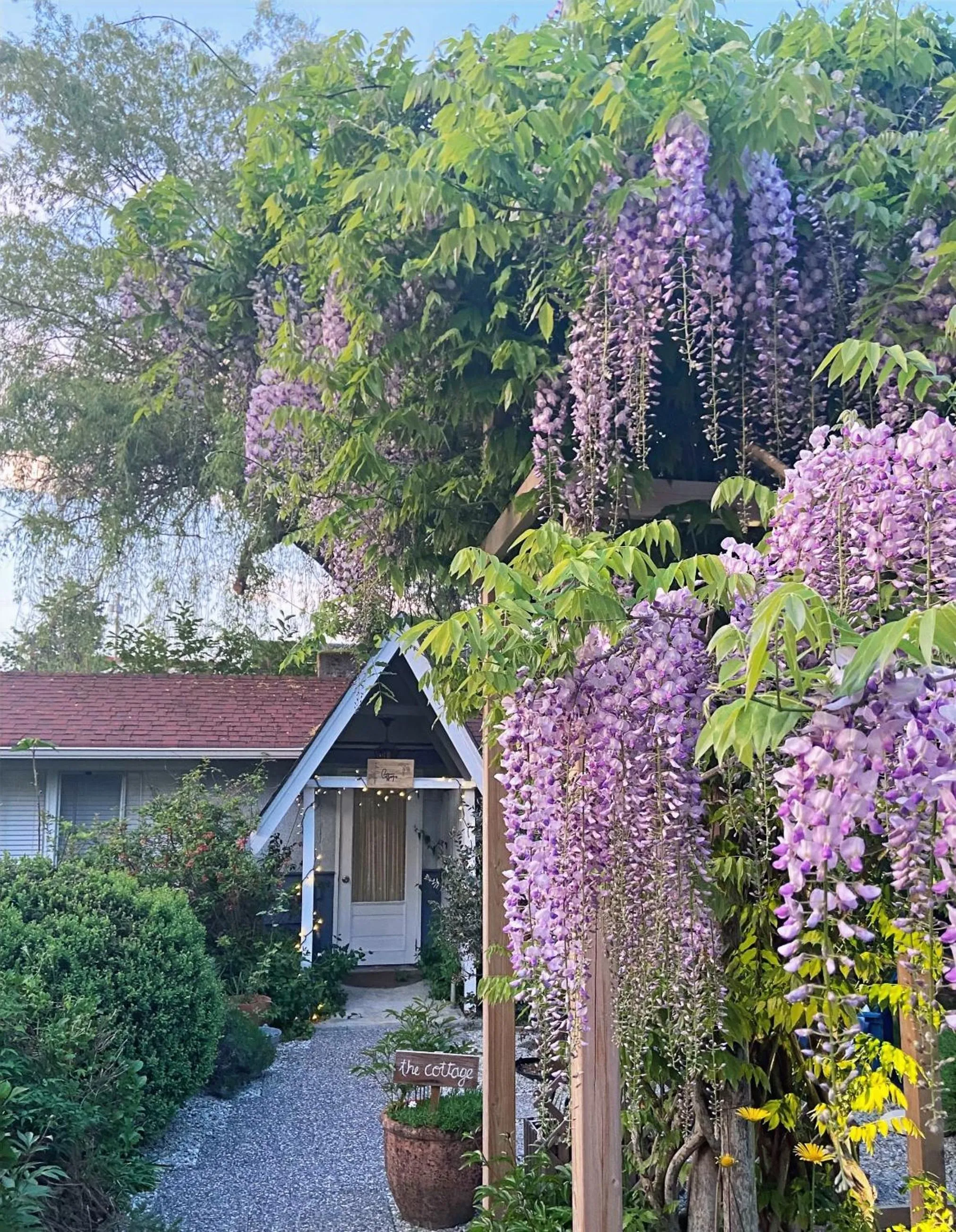 Garden in Wisteria Guest House