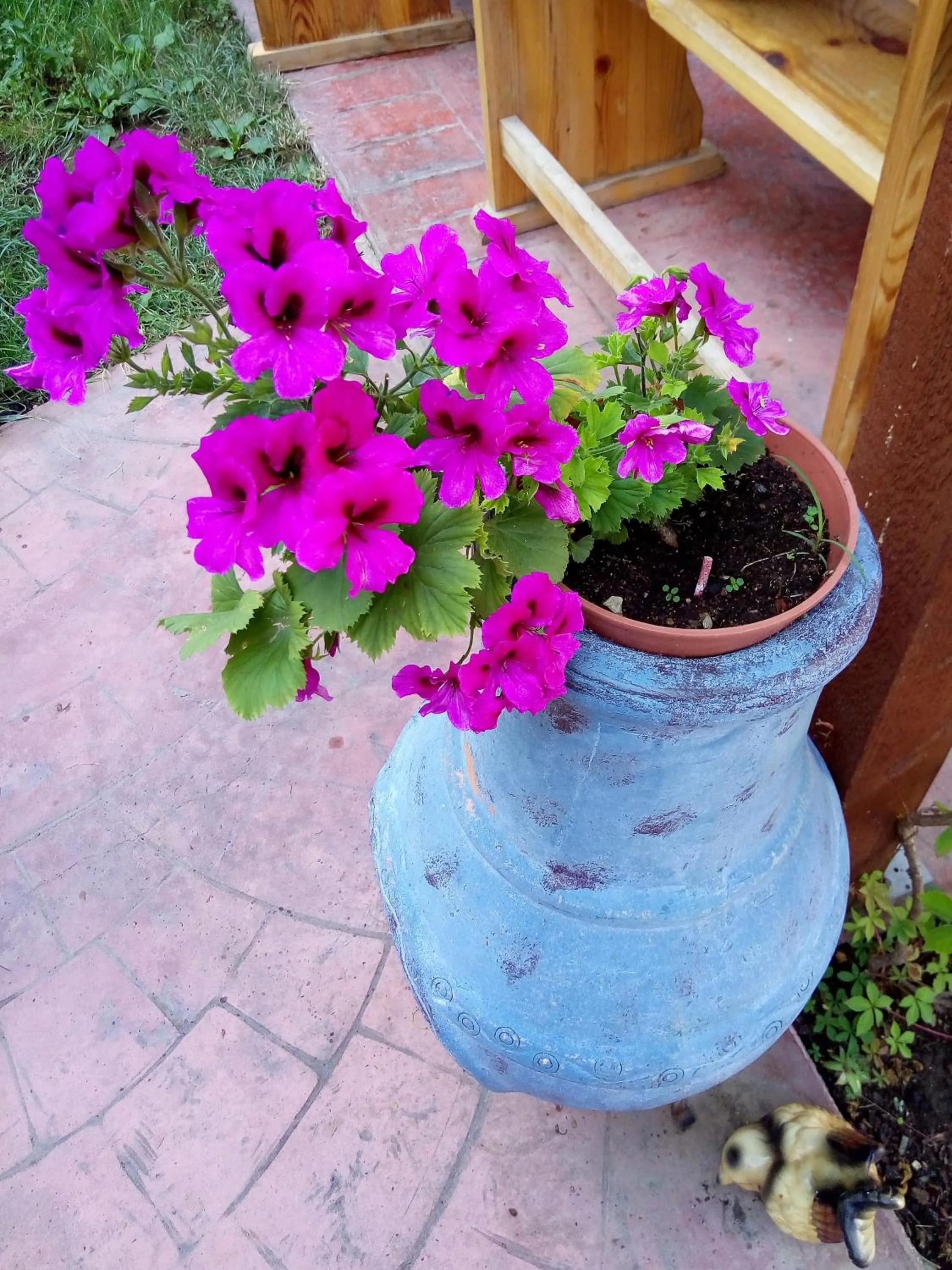 Alba Family Club Hotel