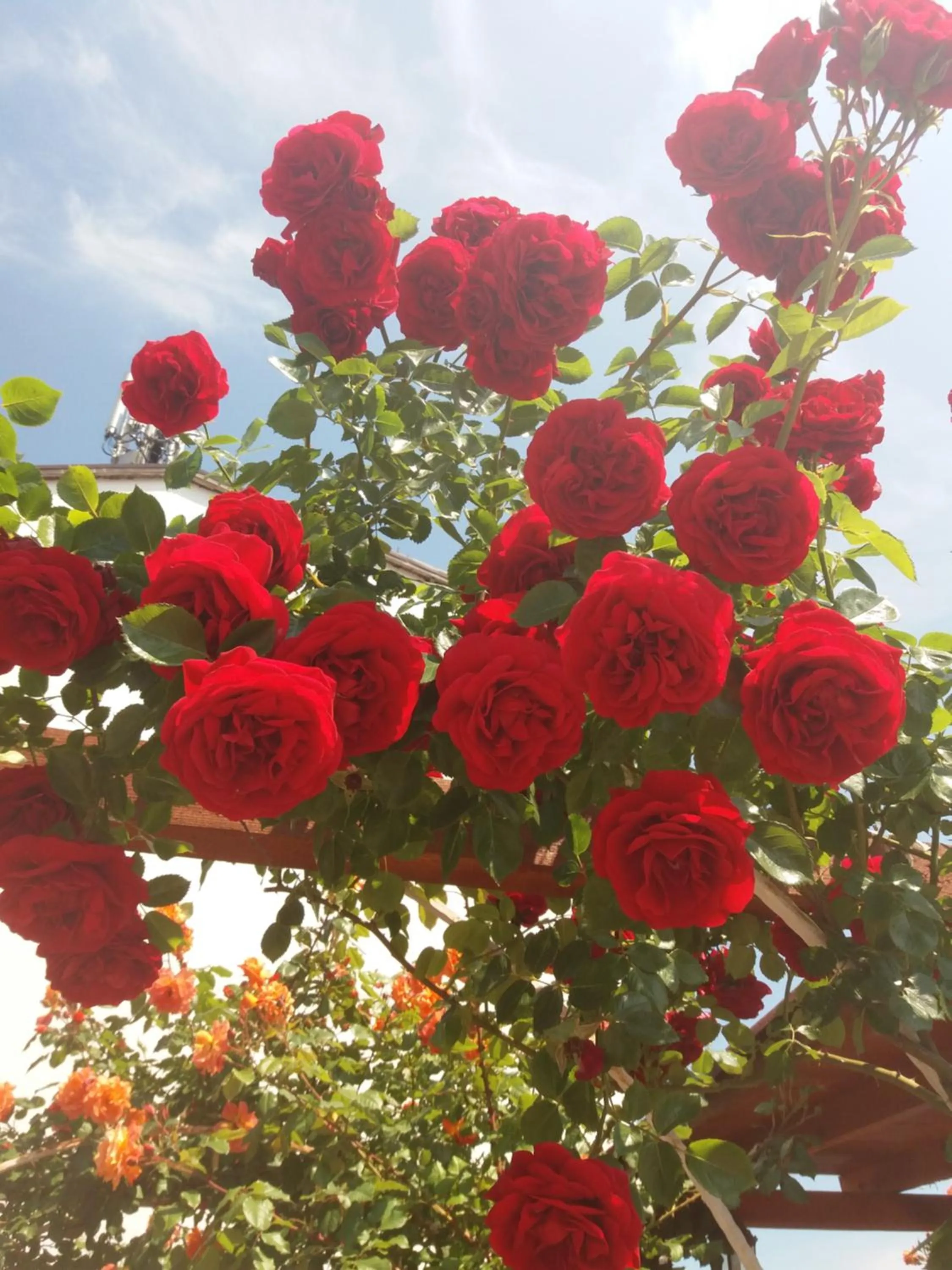 Alba Family Club Hotel