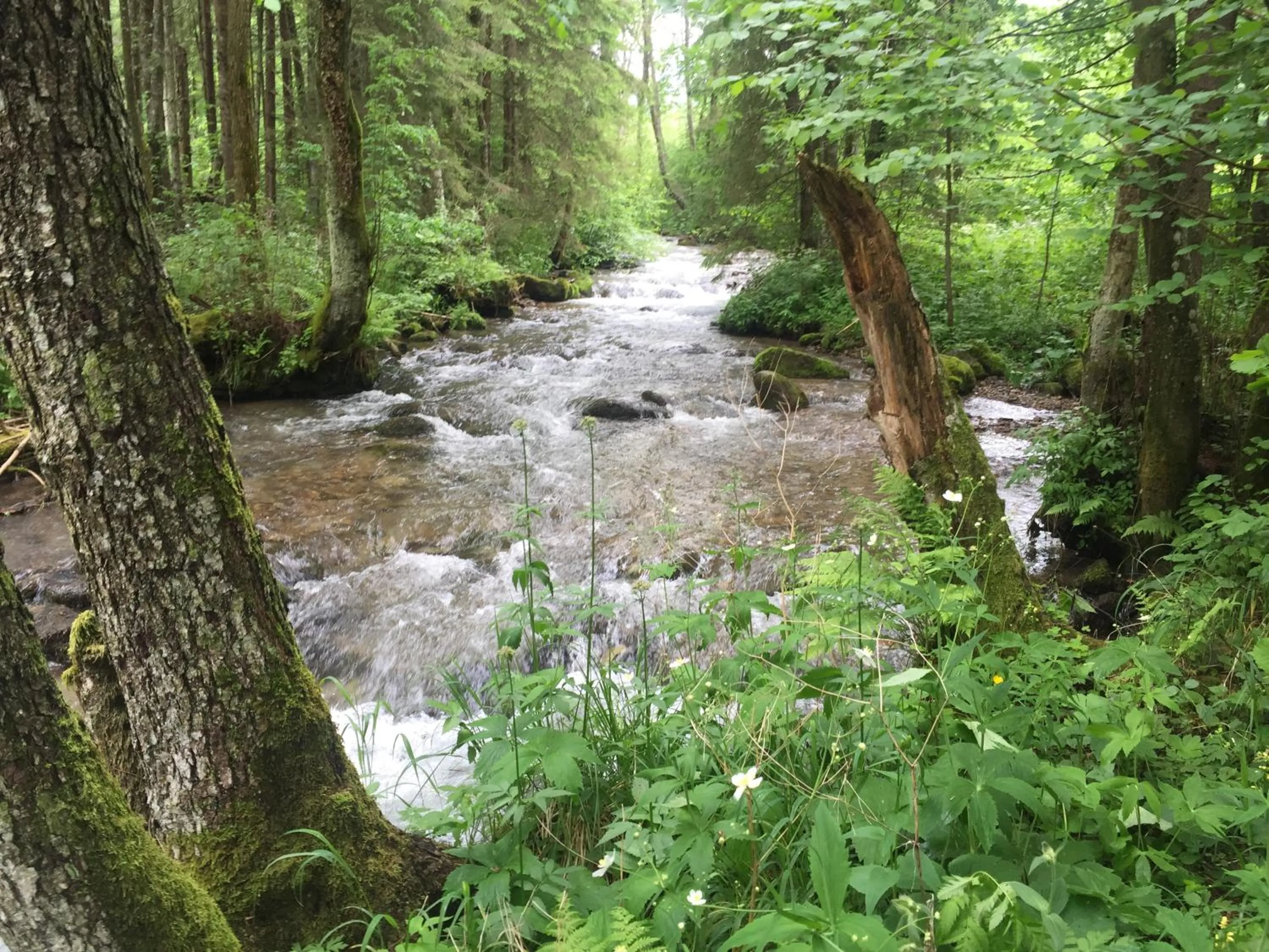 Natural landscape in Apartmán KLAUDIA Tále