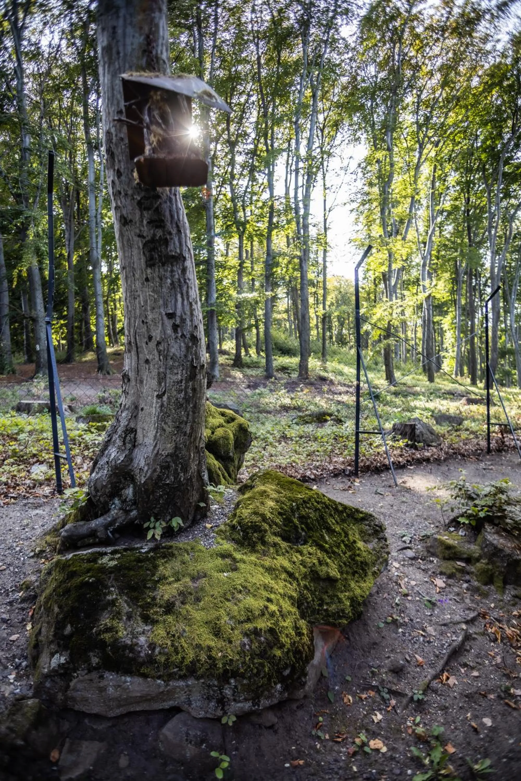 Day in 4 Évszak Hegyihotel