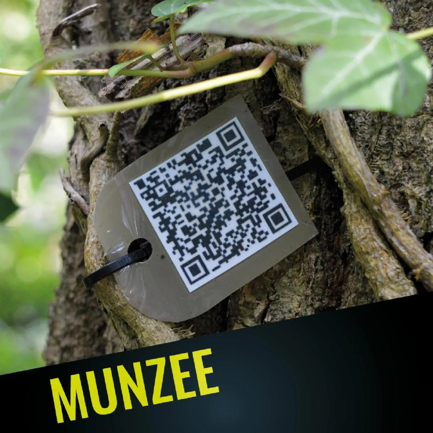 Entertainment in 4 Évszak Hegyihotel