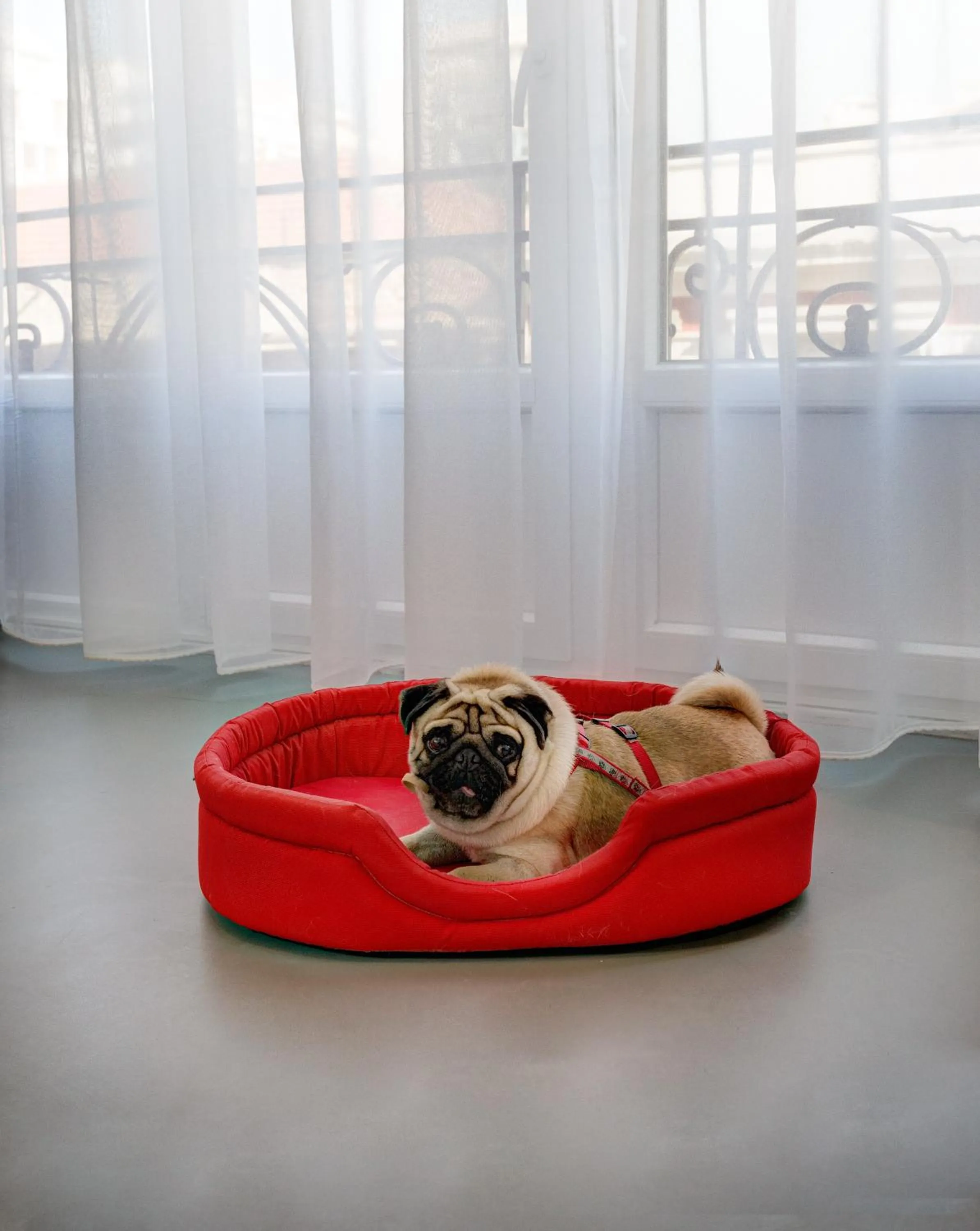 Pets in Colors Ladadika Thessaloniki