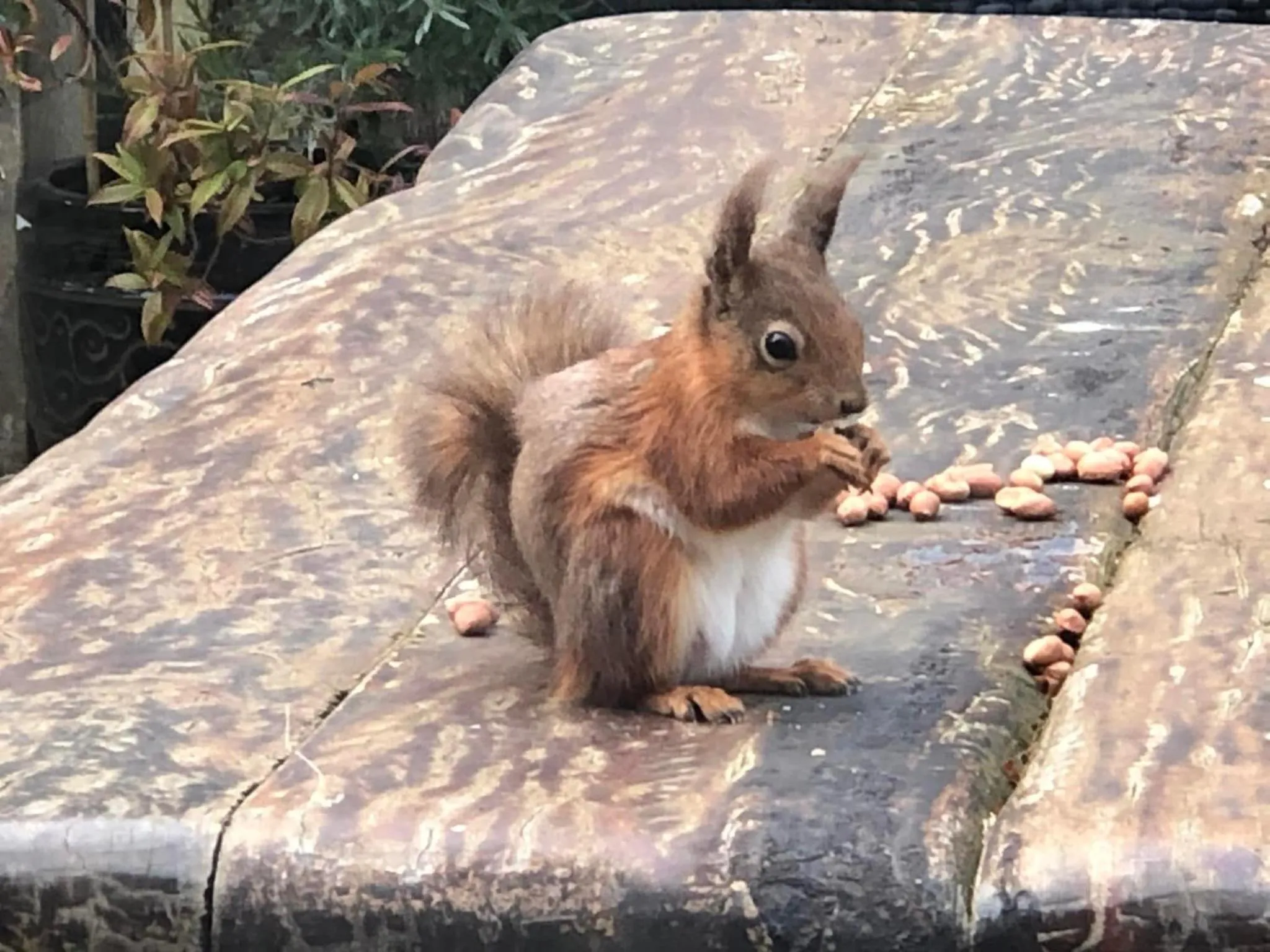 Activities in Enchanted Manor