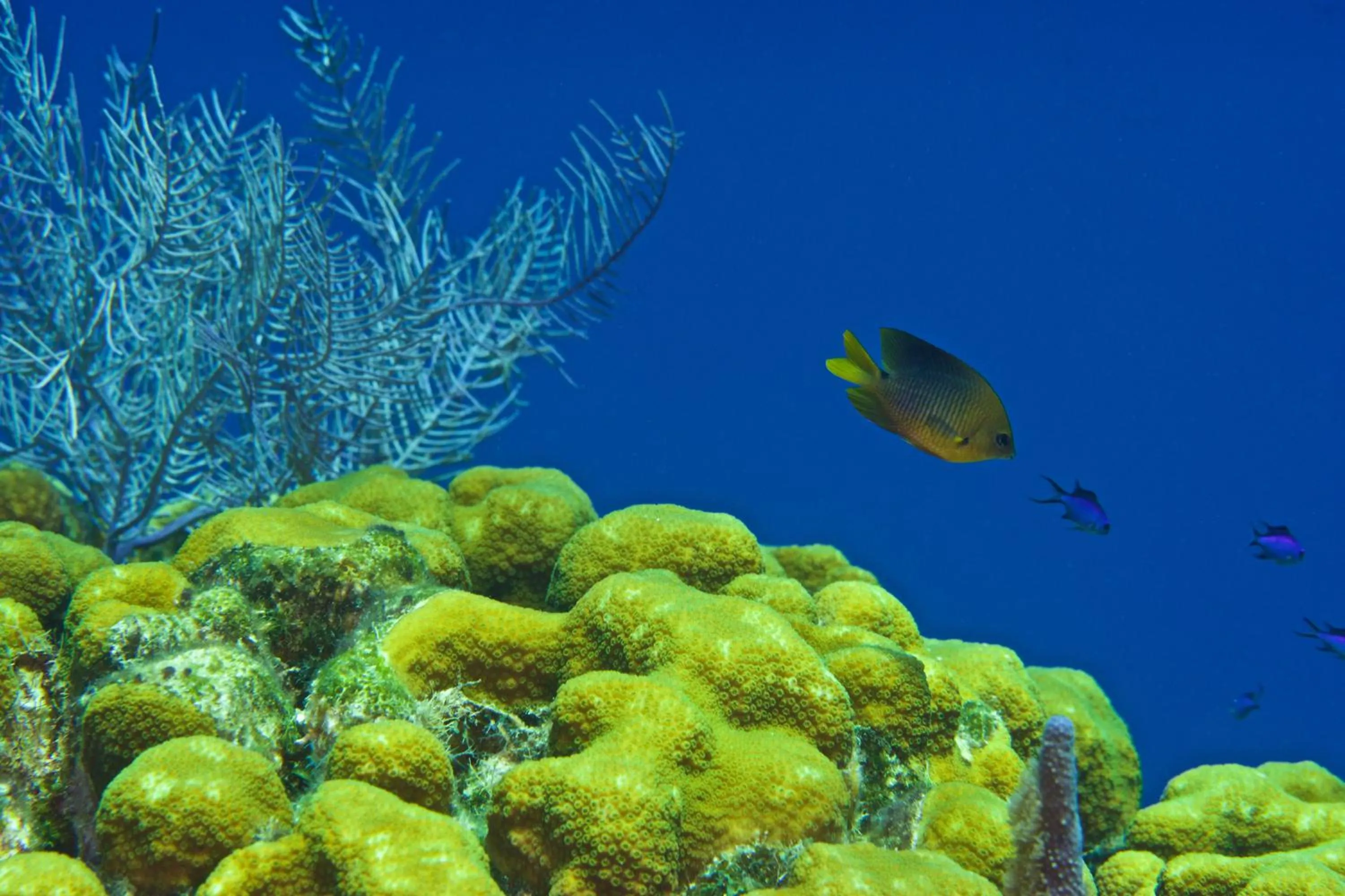 Diving in Seagrape Plantation Resort & Dive Center