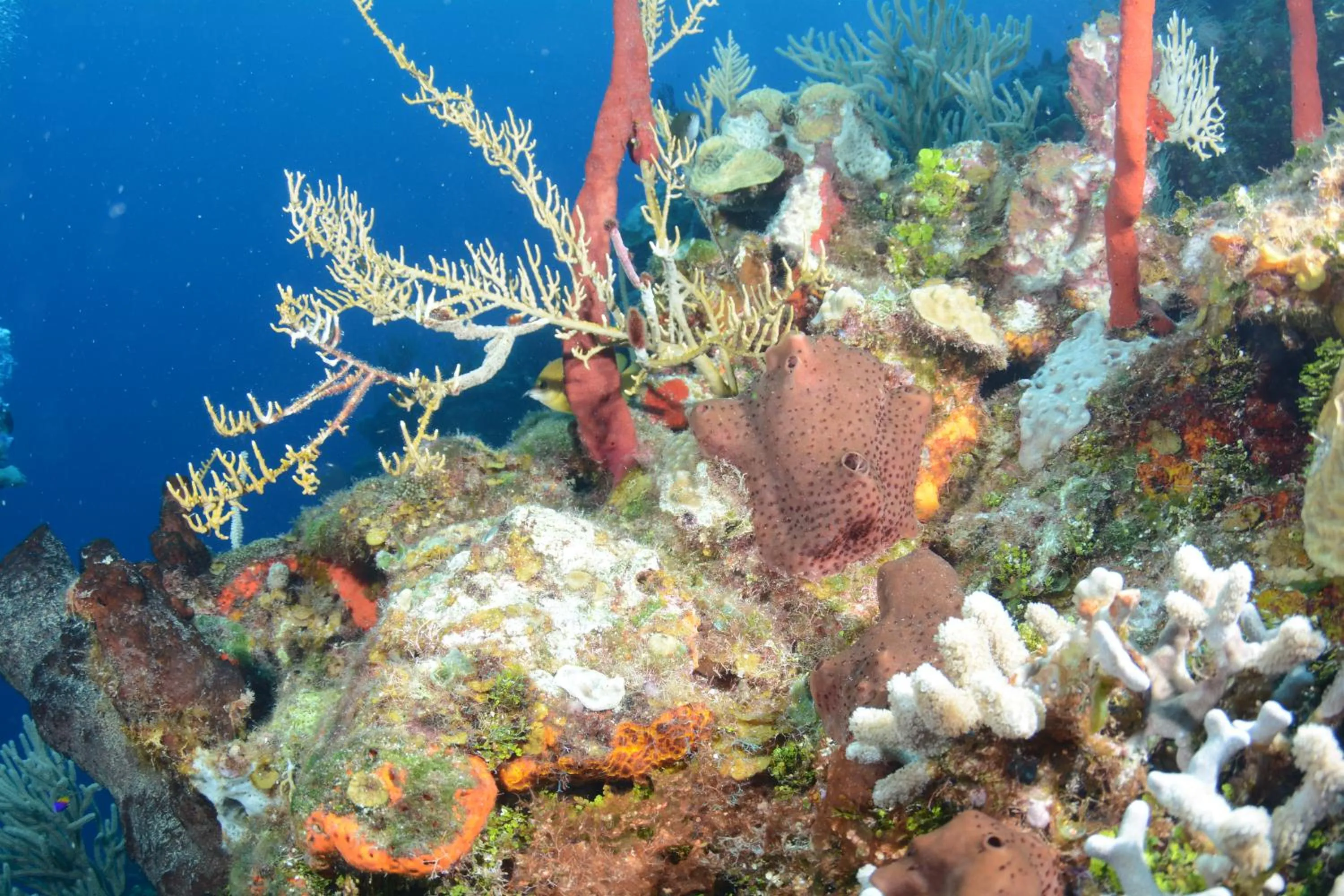 Diving in Seagrape Plantation Resort & Dive Center