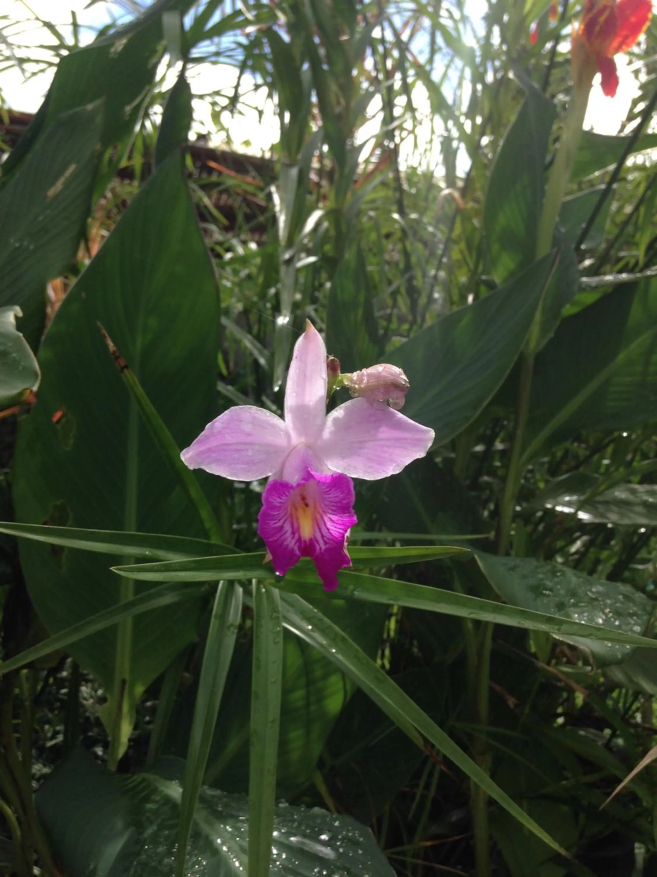 Garden in Pousada Mar à Vista