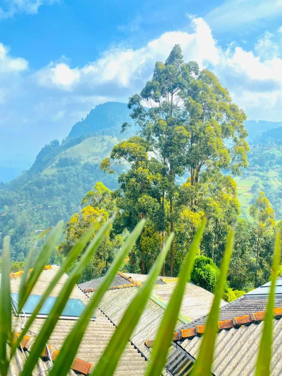 Mountain view in Pleasant Peak