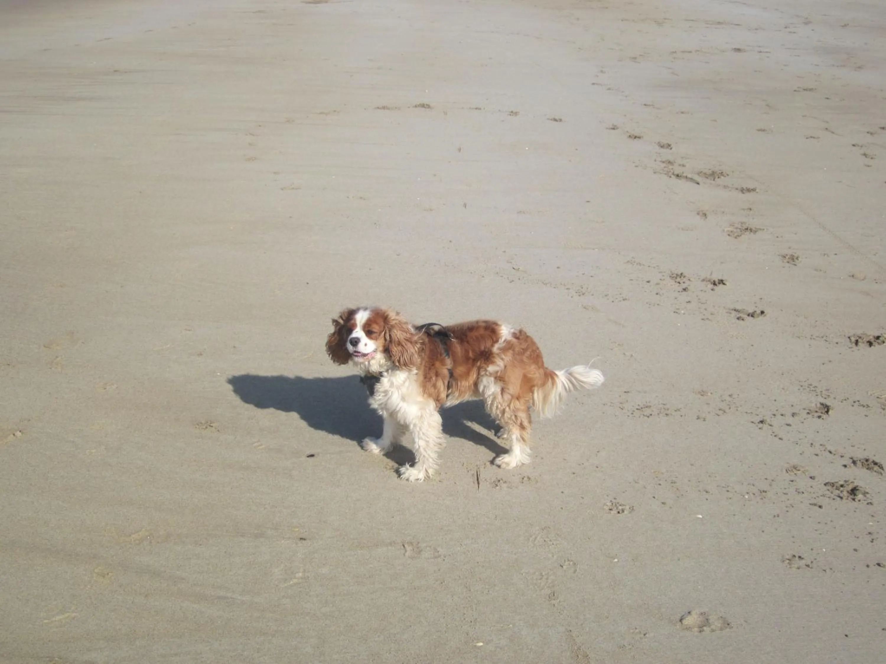 Beach in Marguerite's B&B