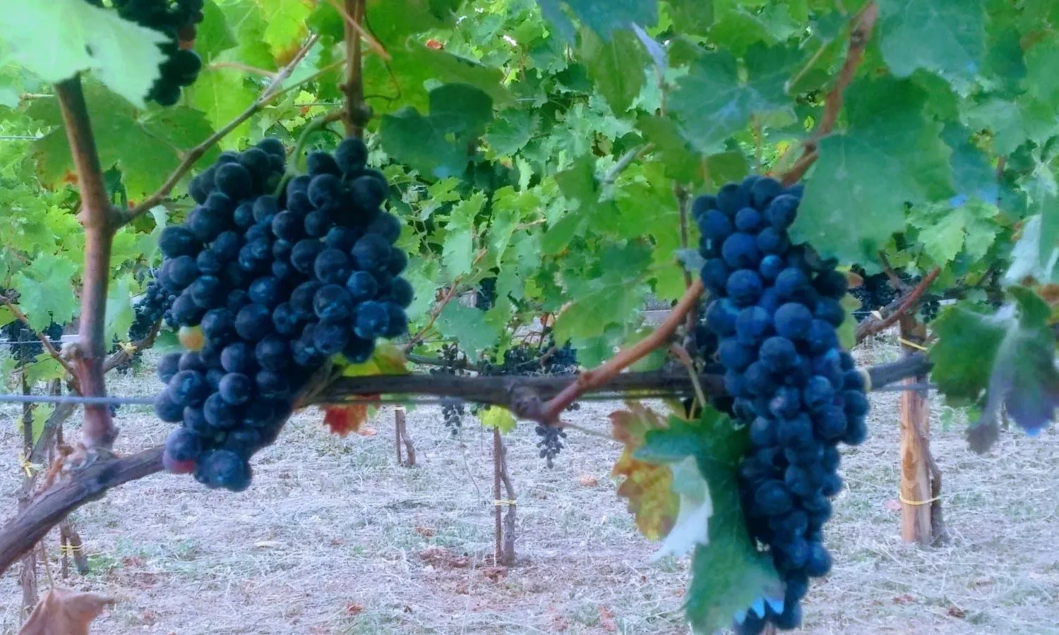 Natural landscape in Contrada Vigna