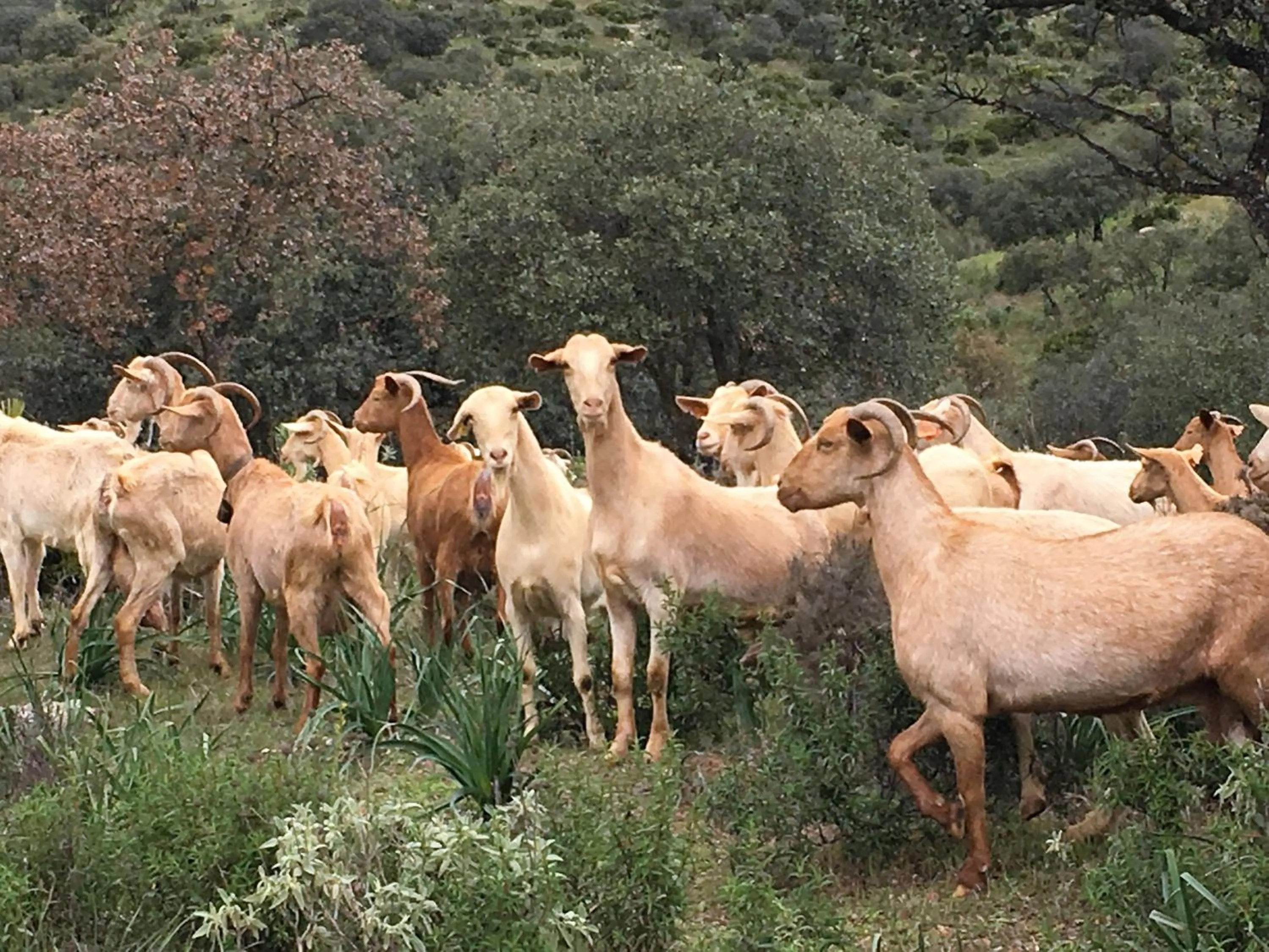 Finca Las Campanas II