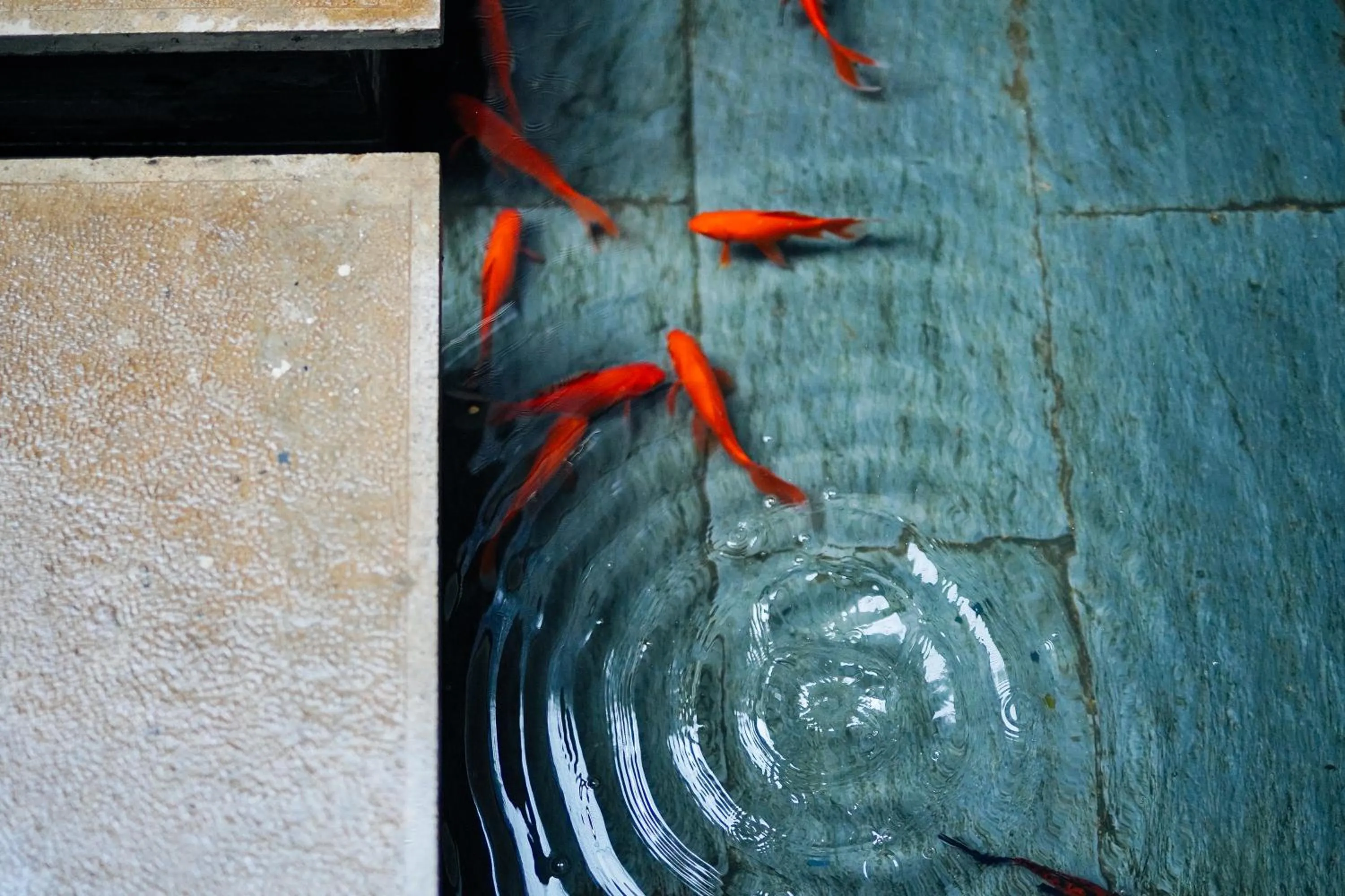 Animals in Yakamoz Haijie Hotel