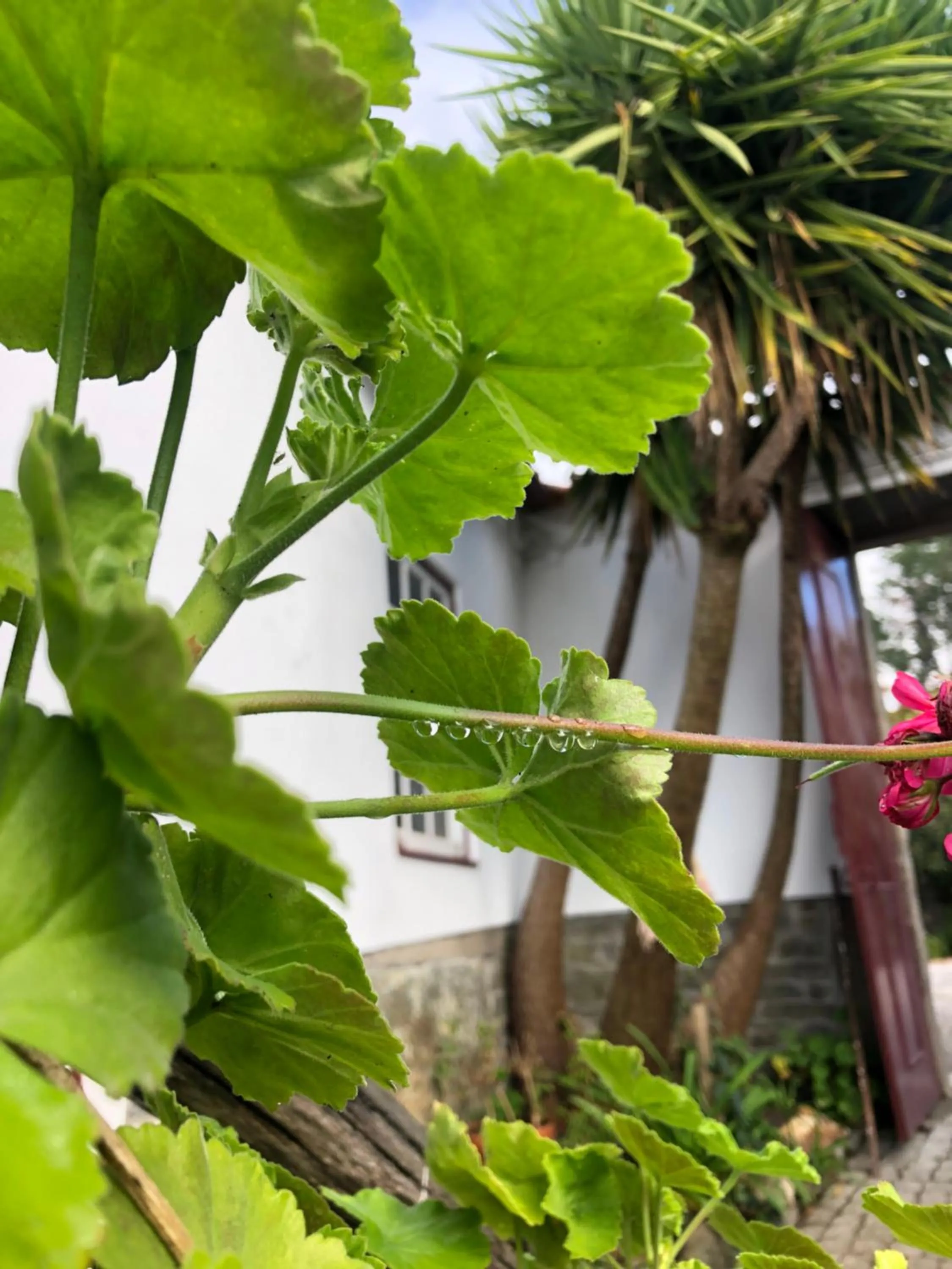 Spring in Quinta Da Estrada Winery Douro Valley