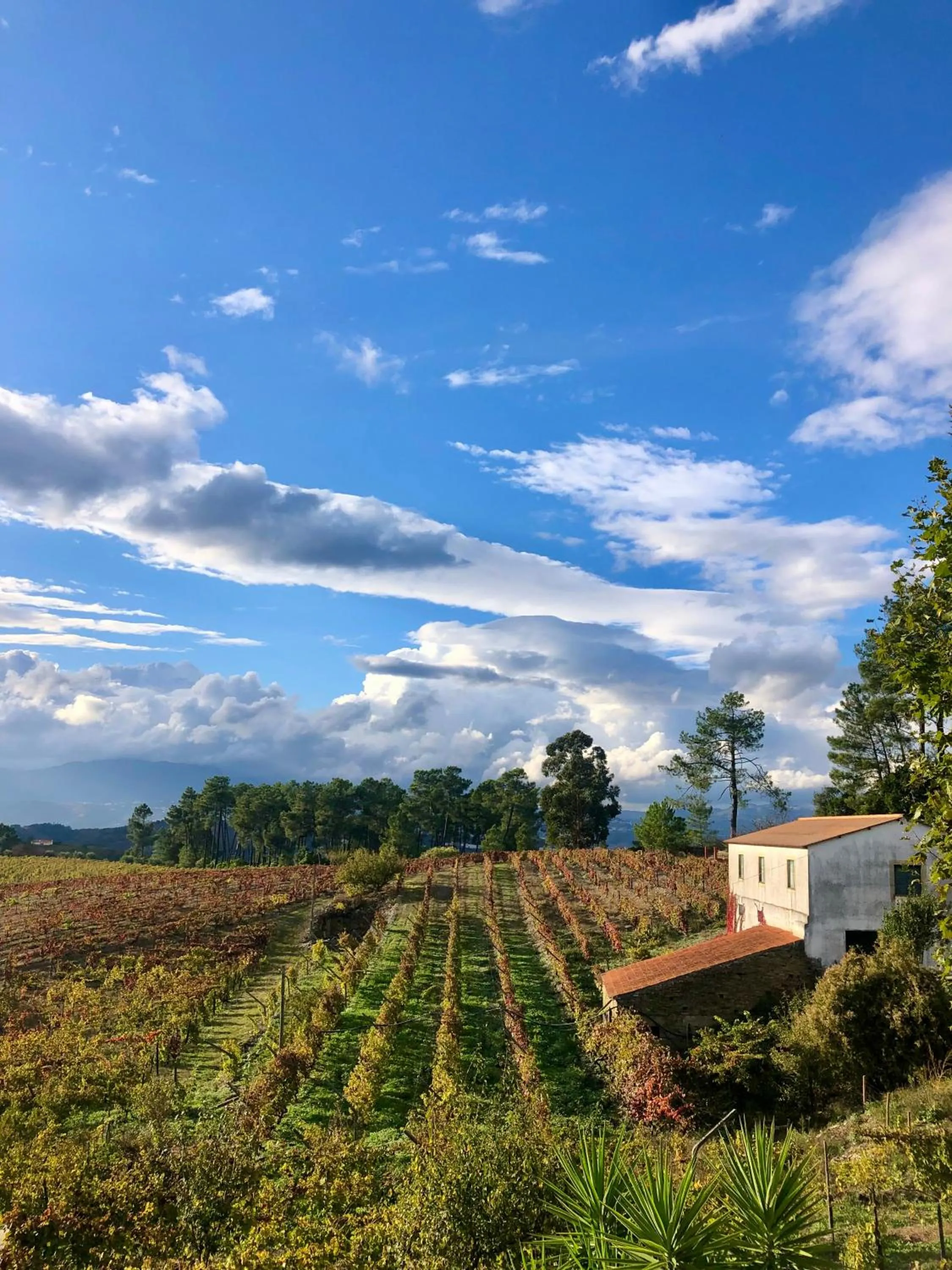 View (from property/room) in Quinta Da Estrada Winery Douro Valley