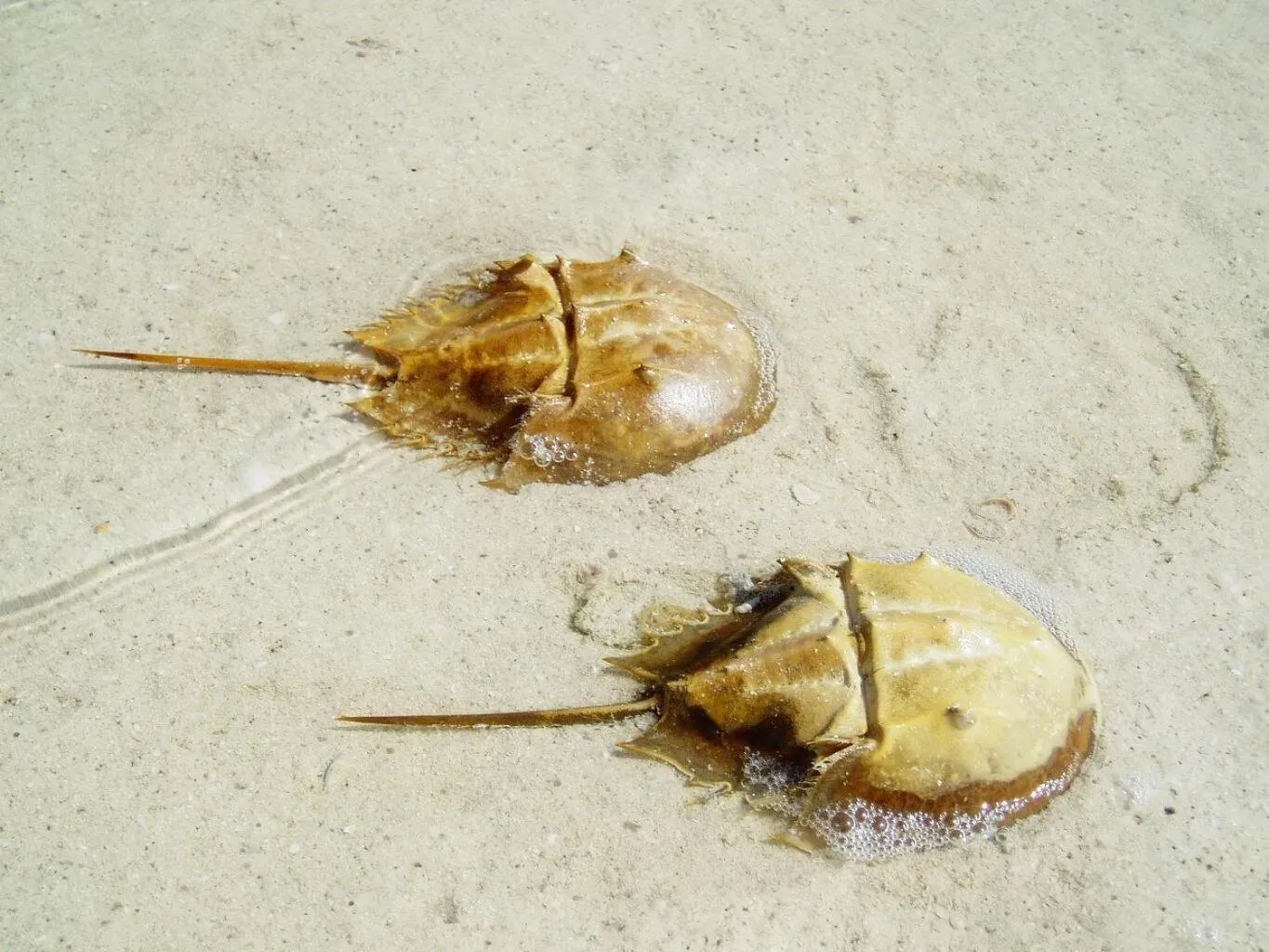 Beach in Antigua Lodge, 70 m from sandy beach