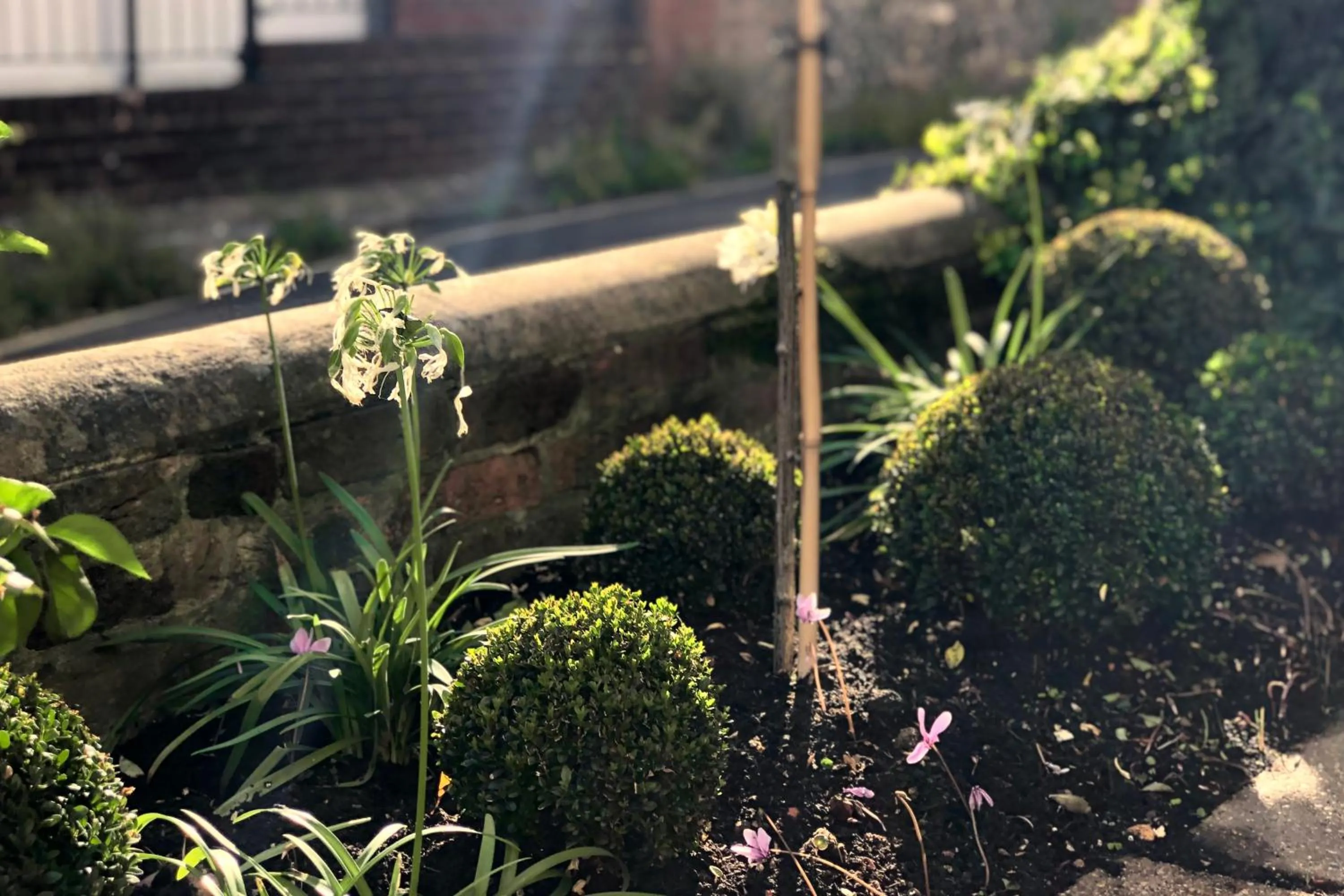 Garden in Designer's Town House