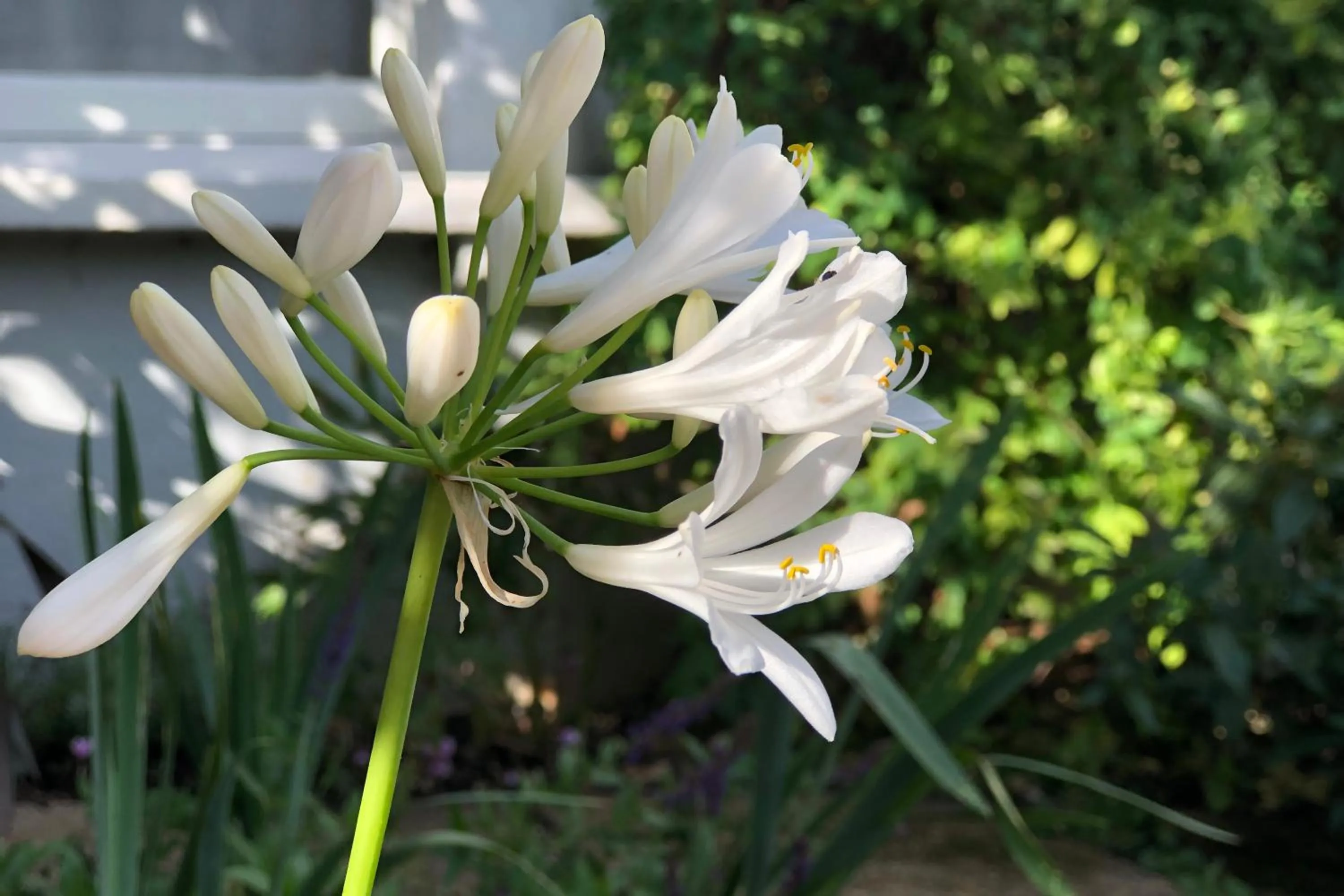 Garden in Designer's Town House
