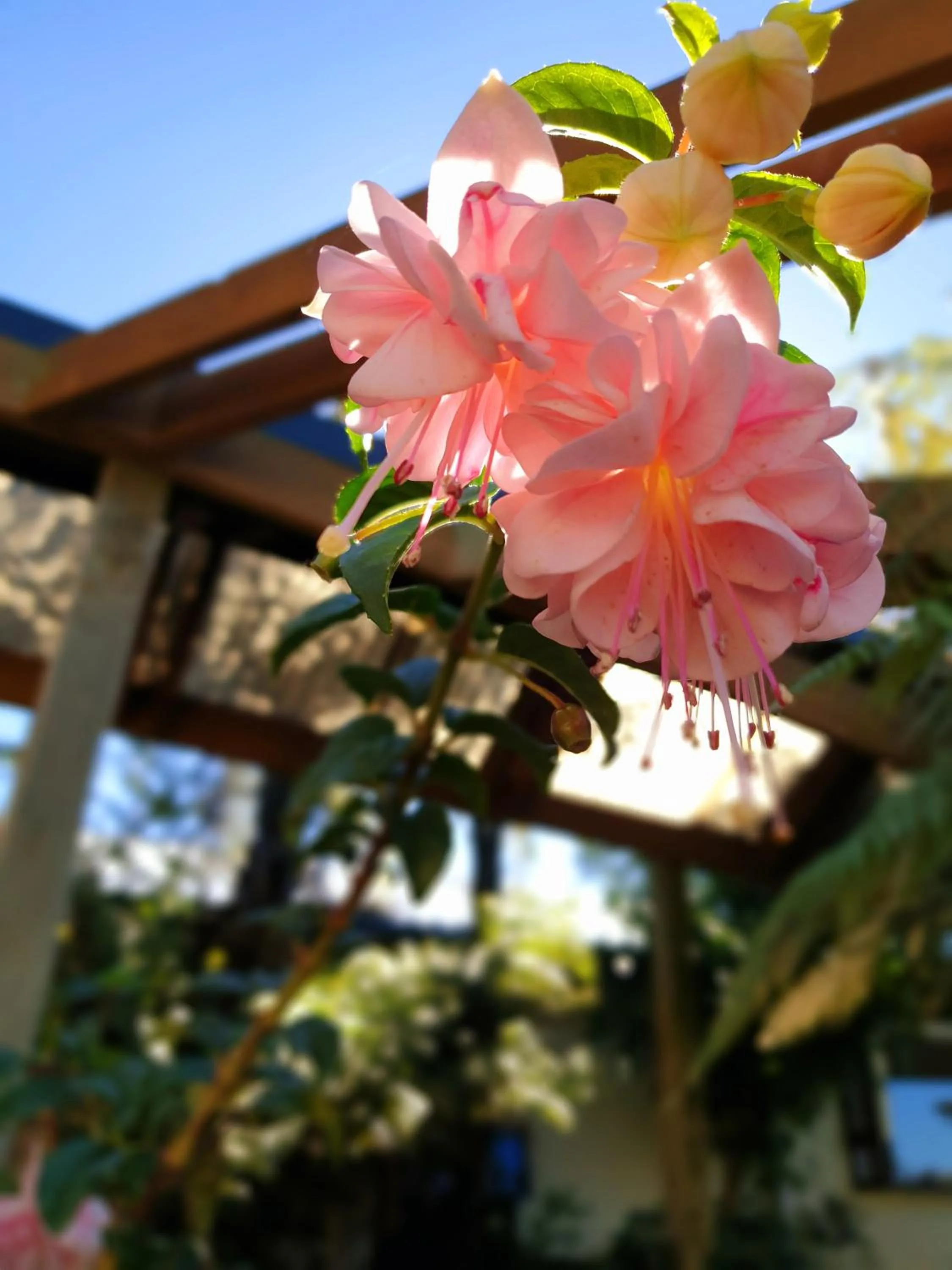 Garden view in Te Mahuru Retreat