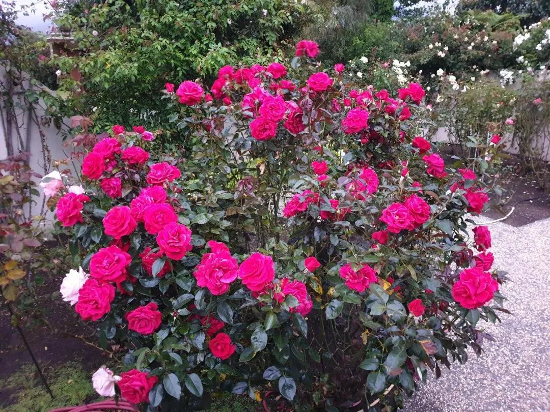 Garden in Te Mahuru Retreat
