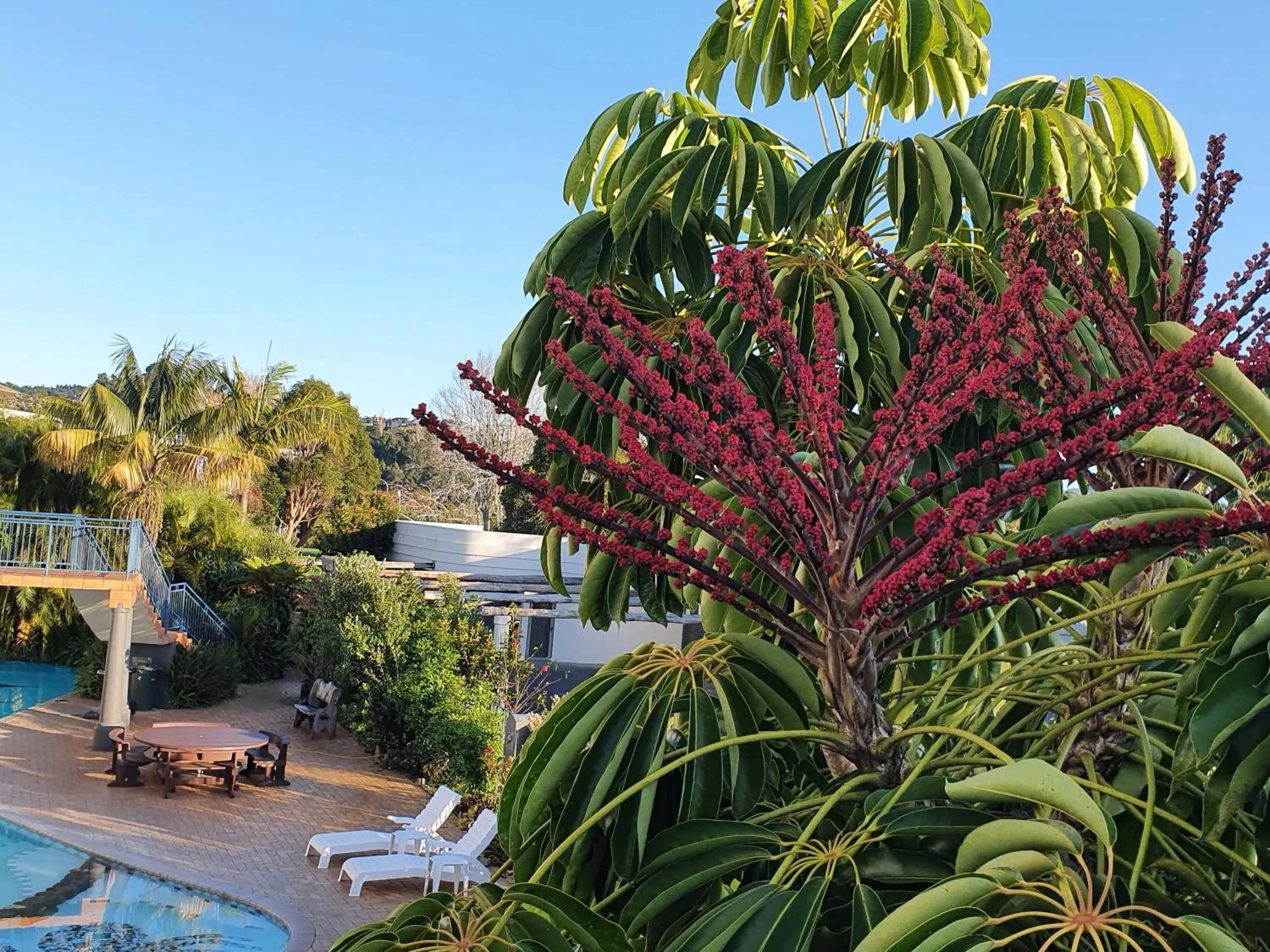 Garden view in Breakers Motel