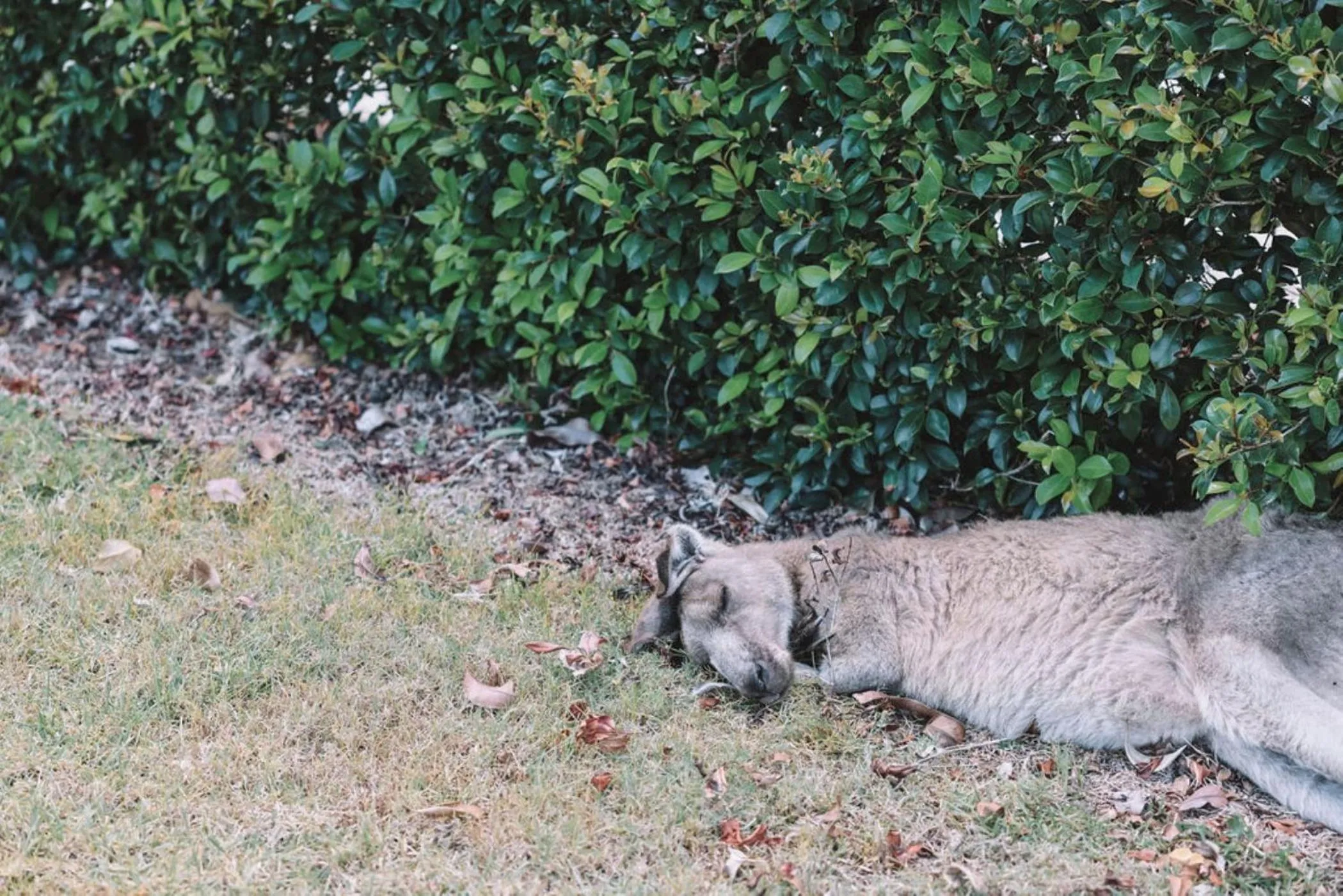 Animals in Salt @ South West Rocks