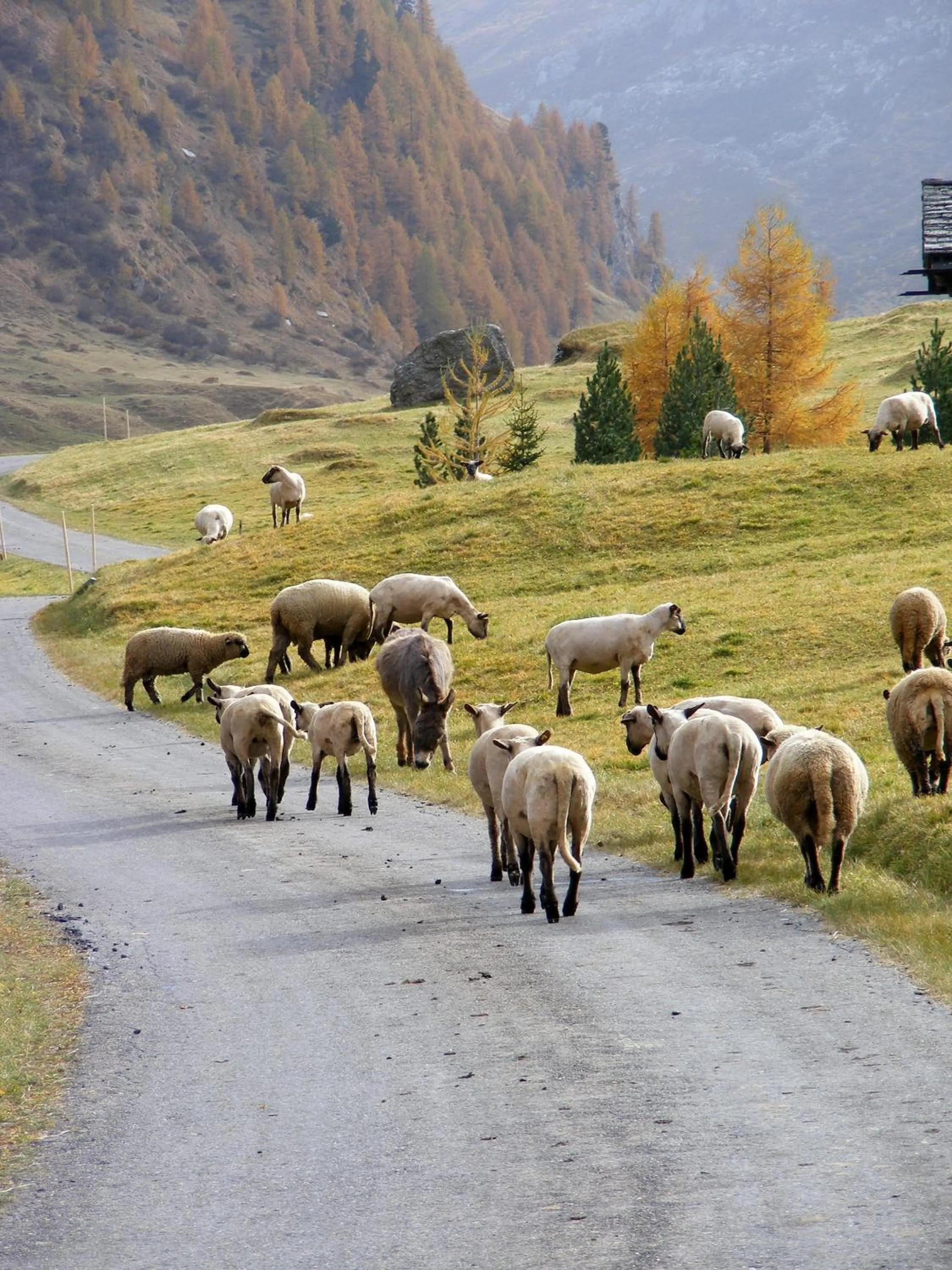 Animals in Hotel Bergalga