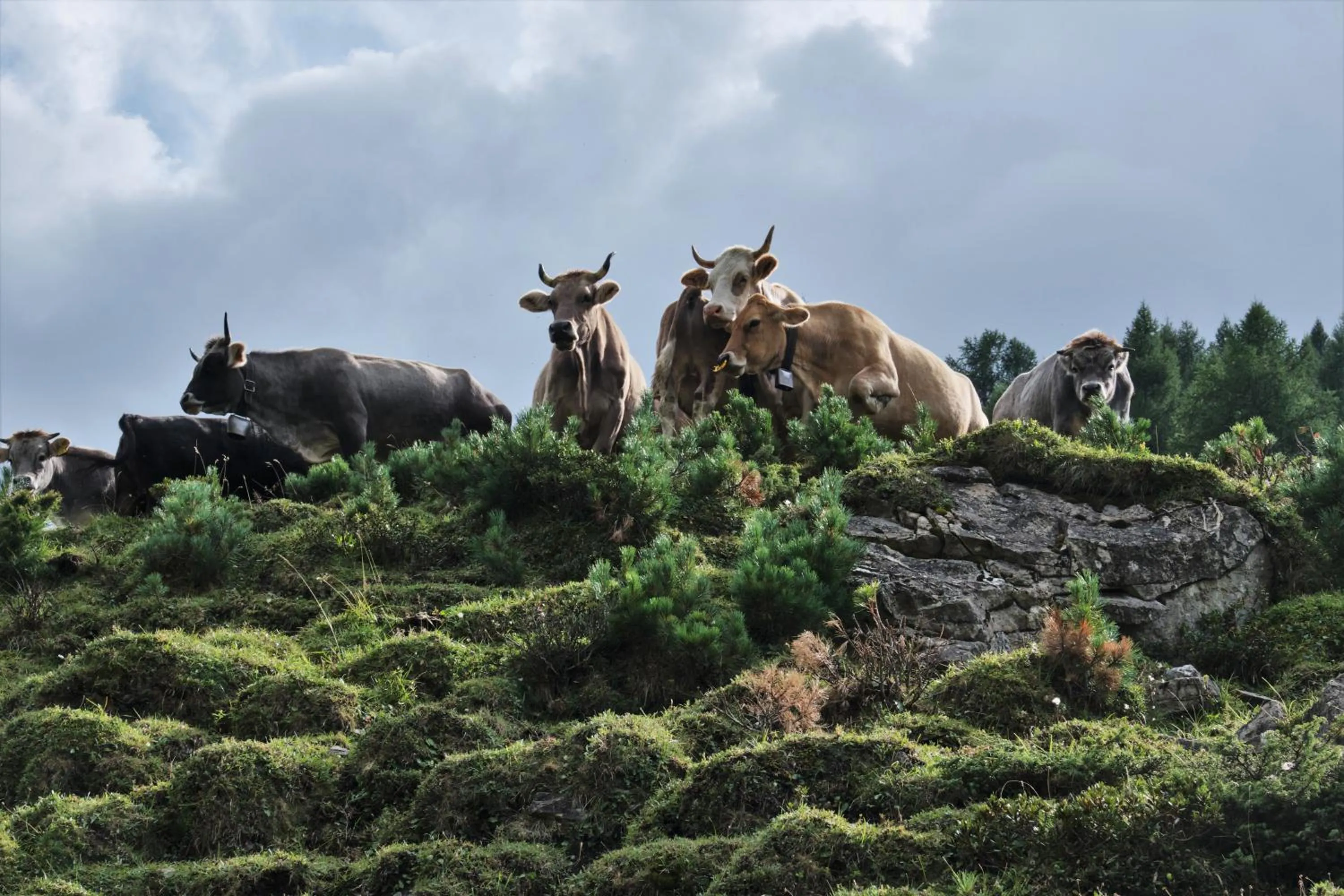 Animals in Hotel Bergalga