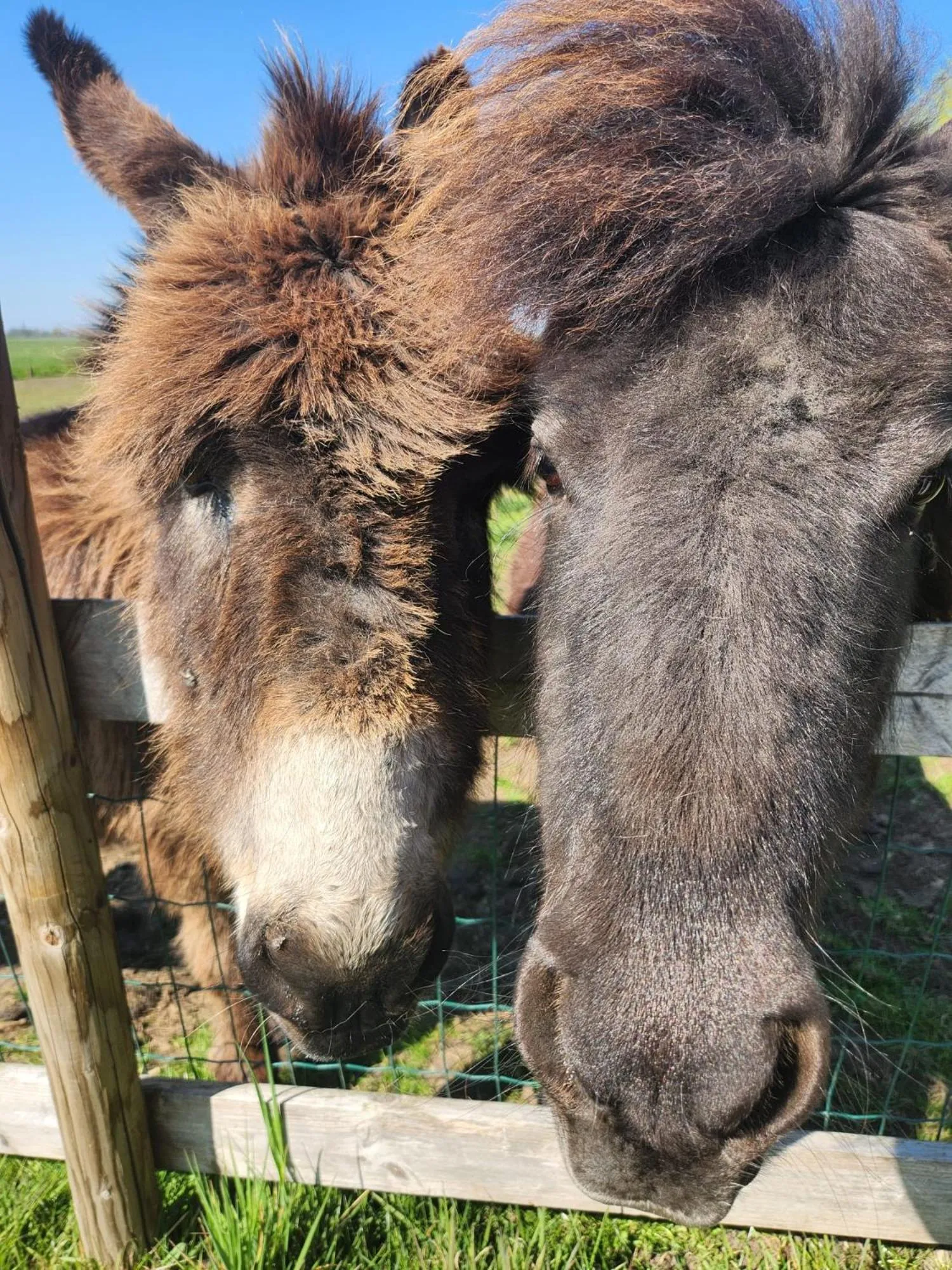 Animals in Het Groene Wout