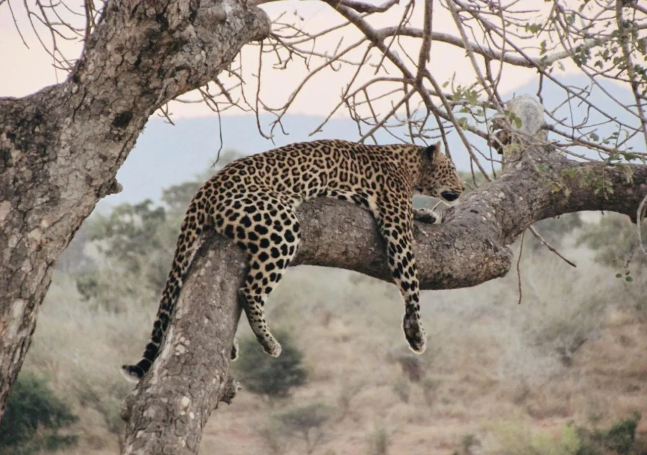 AfriCamps Hoedspruit