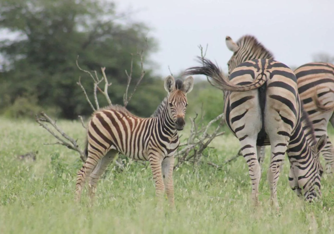 AfriCamps Hoedspruit