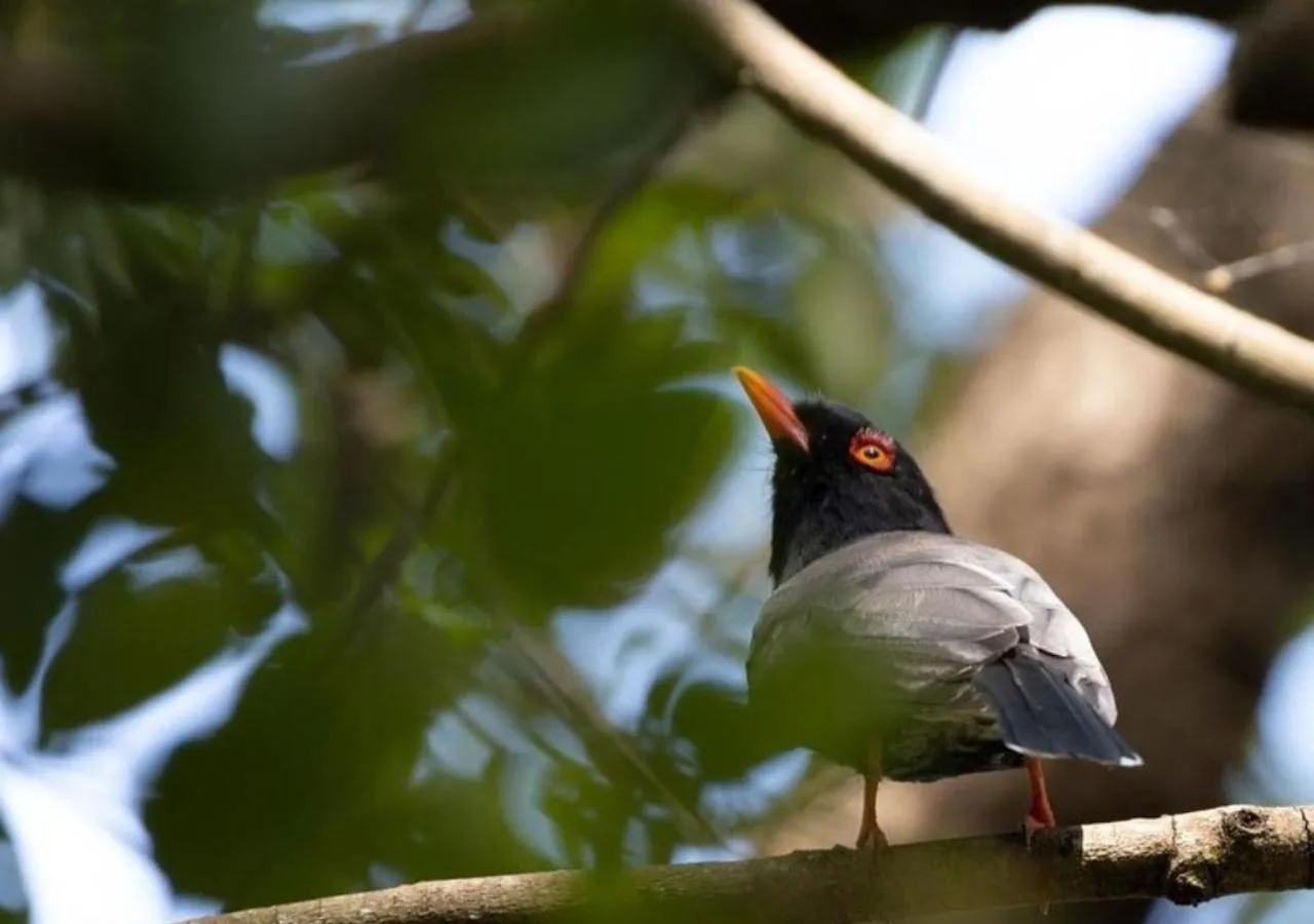 AfriCamps Hoedspruit