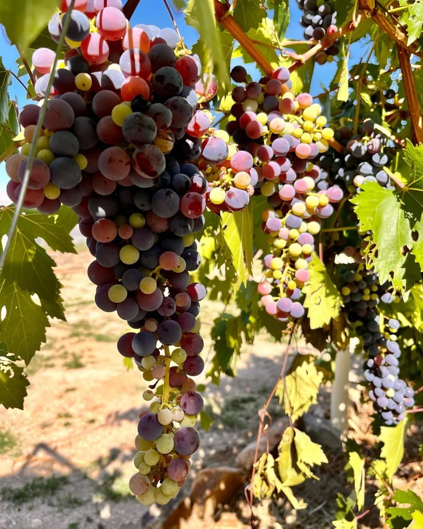 Garden in Droombos Boutique Hotel