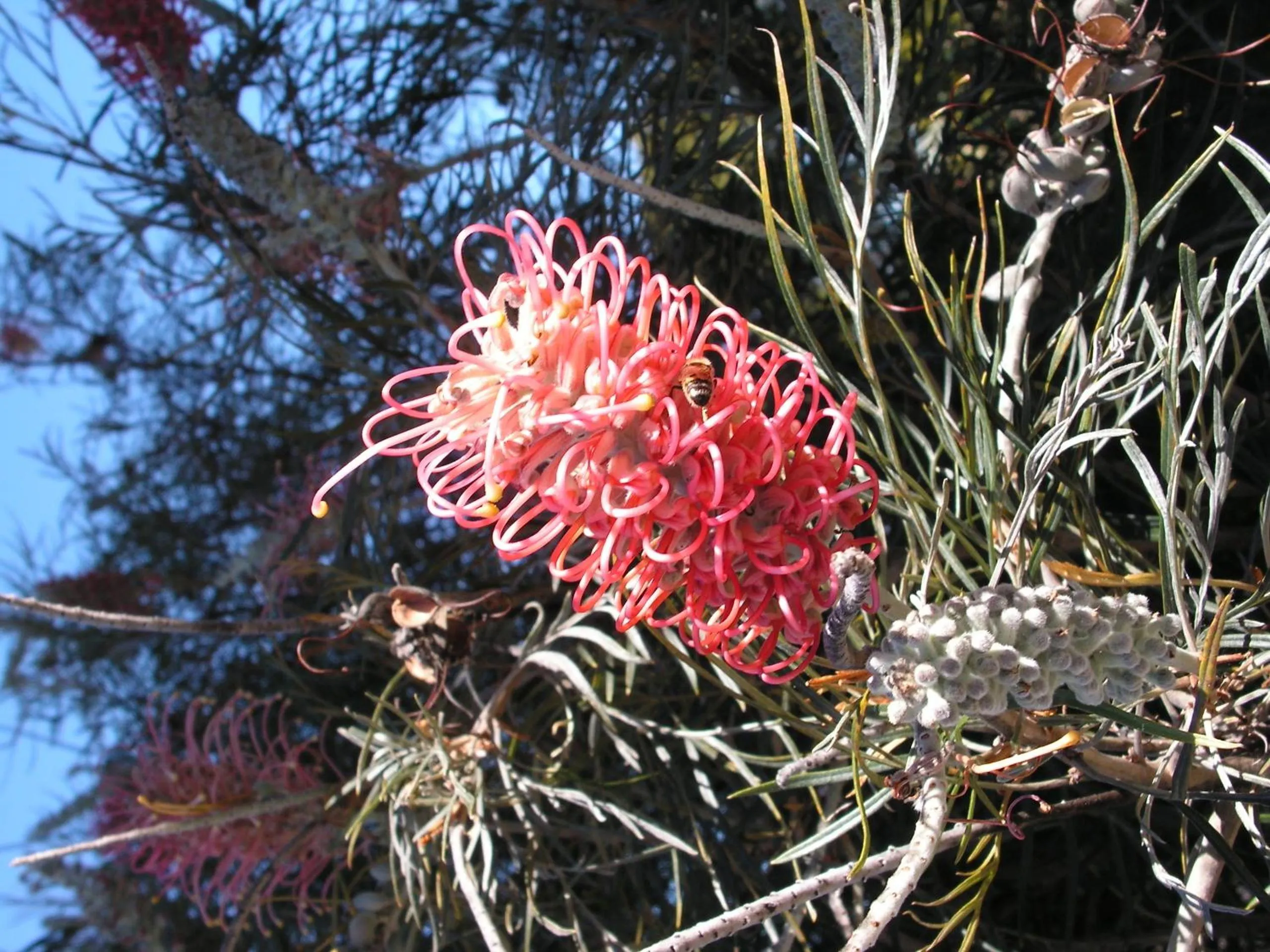 Garden in PepperTree Cabins, Kingaroy