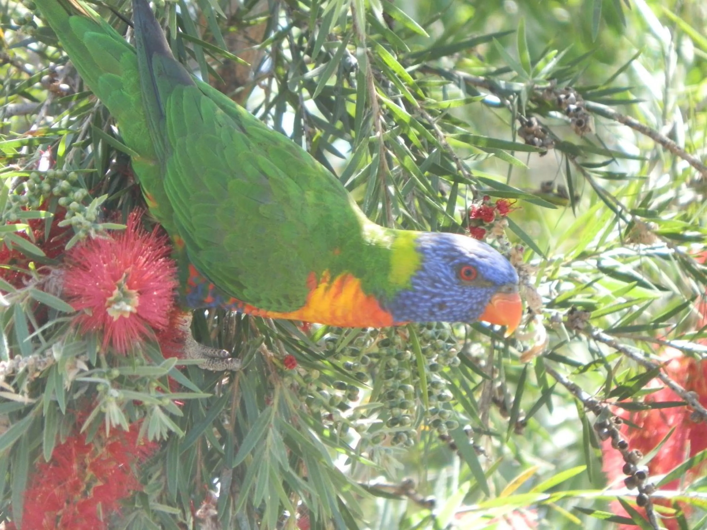 Area and facilities in PepperTree Cabins, Kingaroy