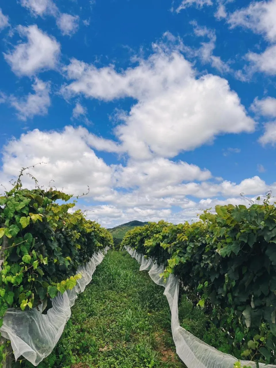 Hiking in Hotel Vinícola Davo