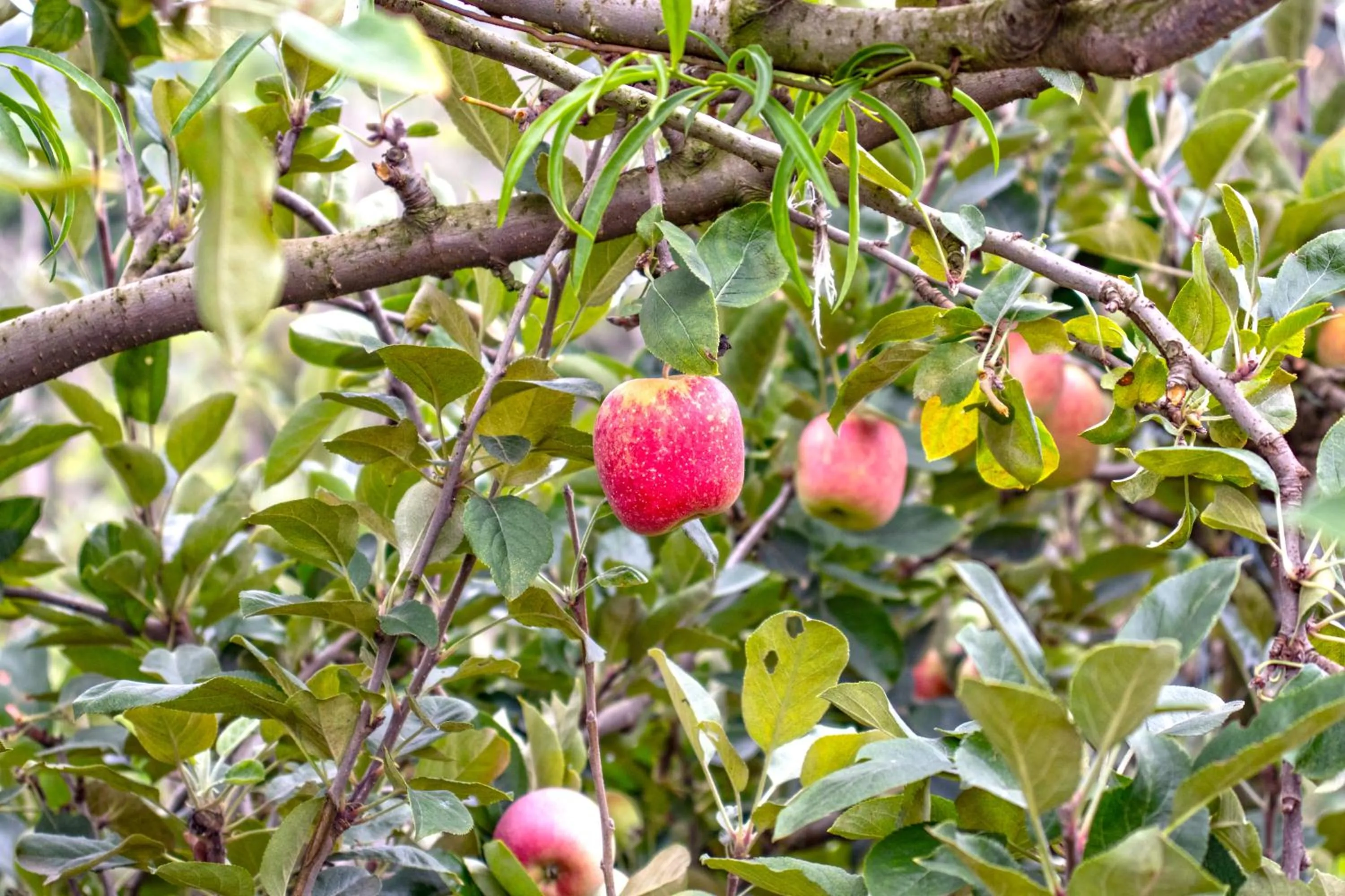 Day in Hotel Vinícola Davo