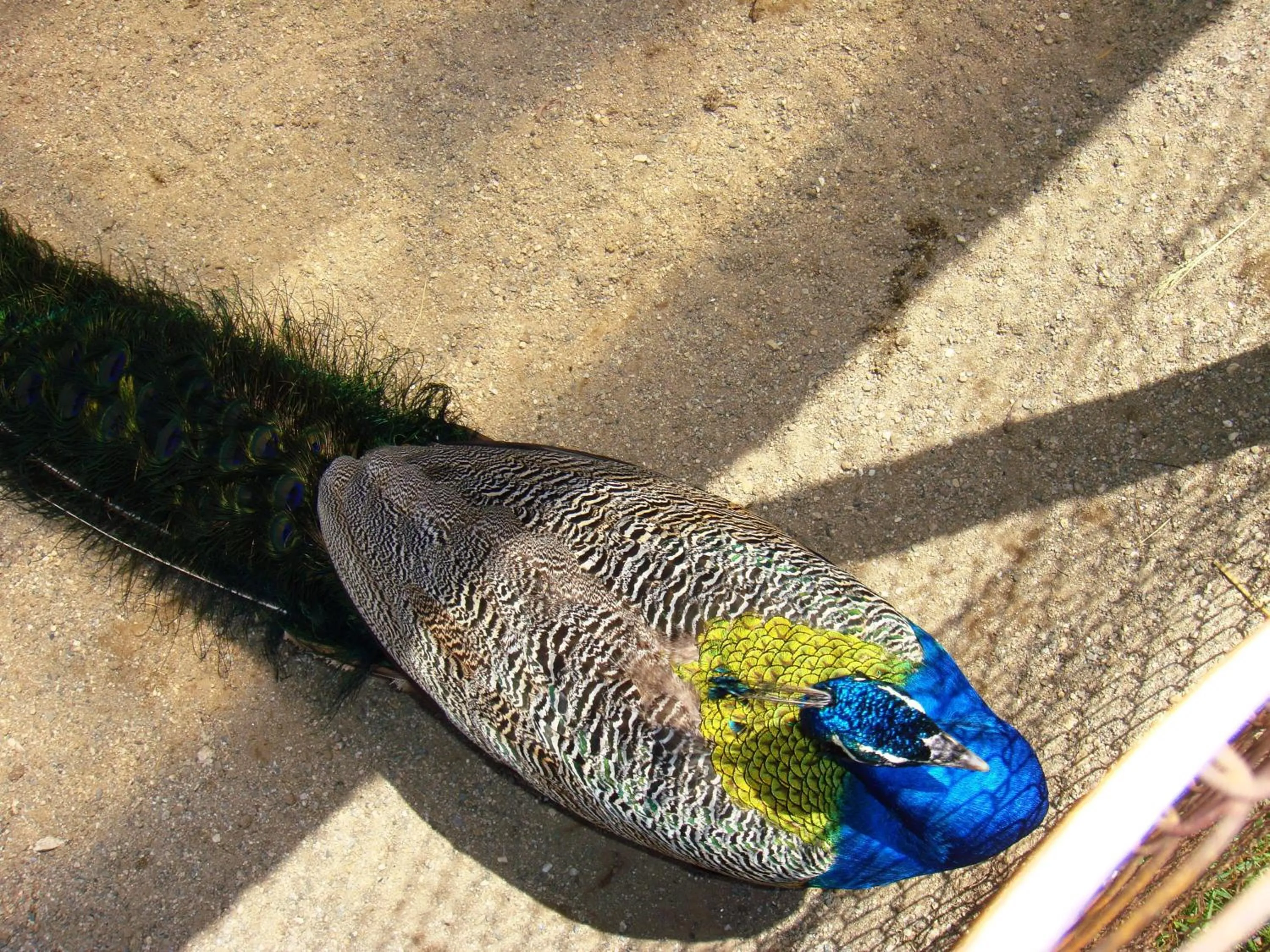 Nearby landmark in Rusaliite Adventure House