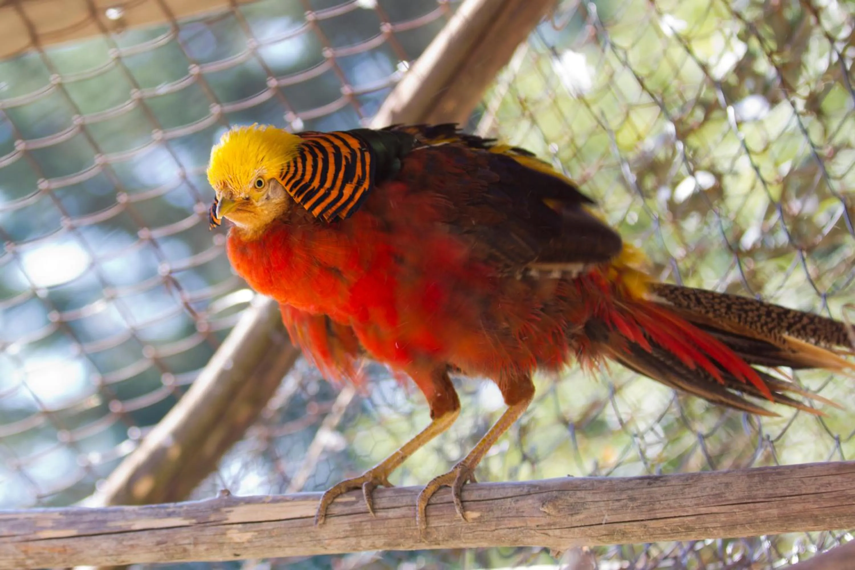 Pets in Rusaliite Adventure House