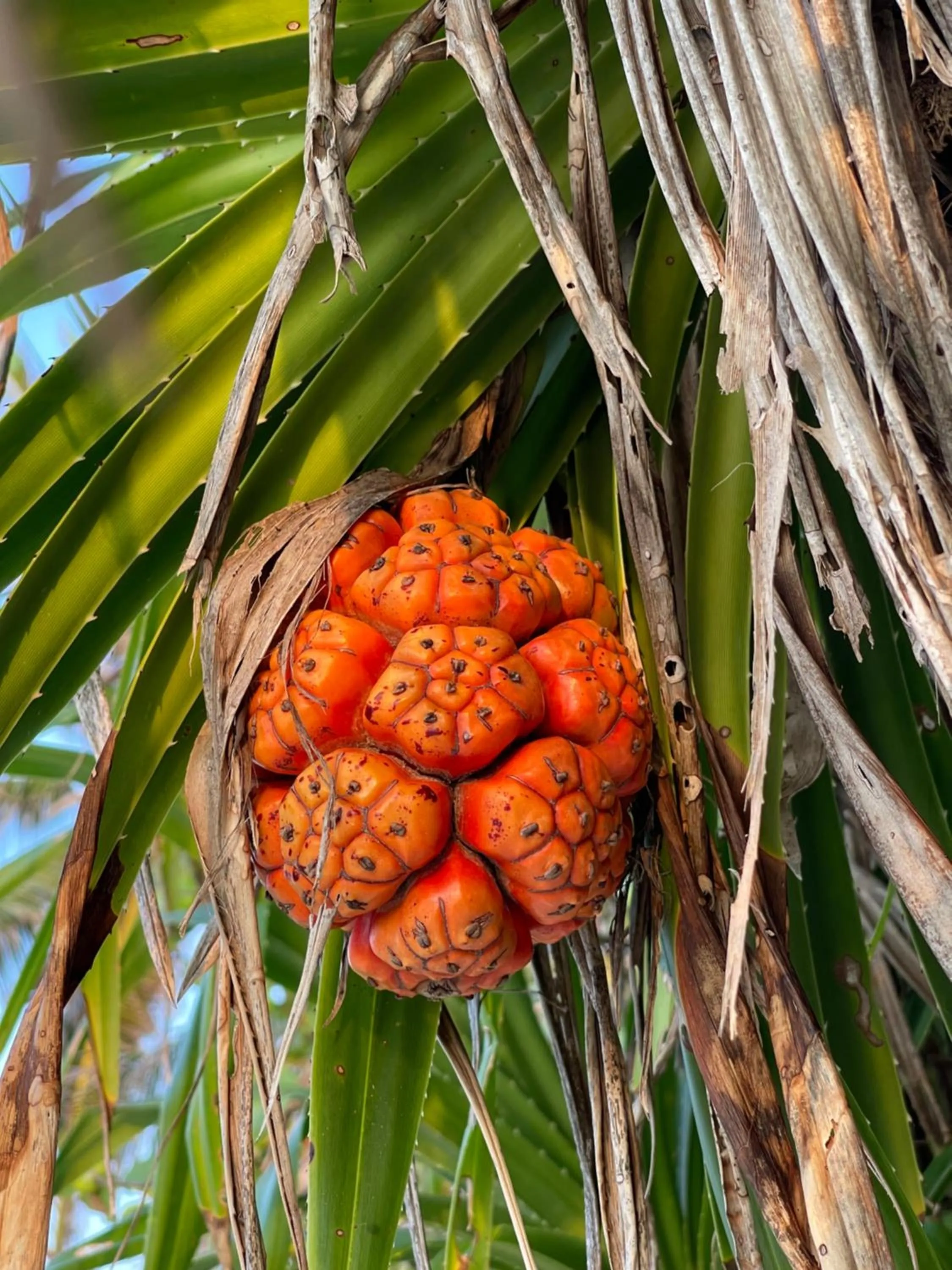 Thoddoo Retreat Grand