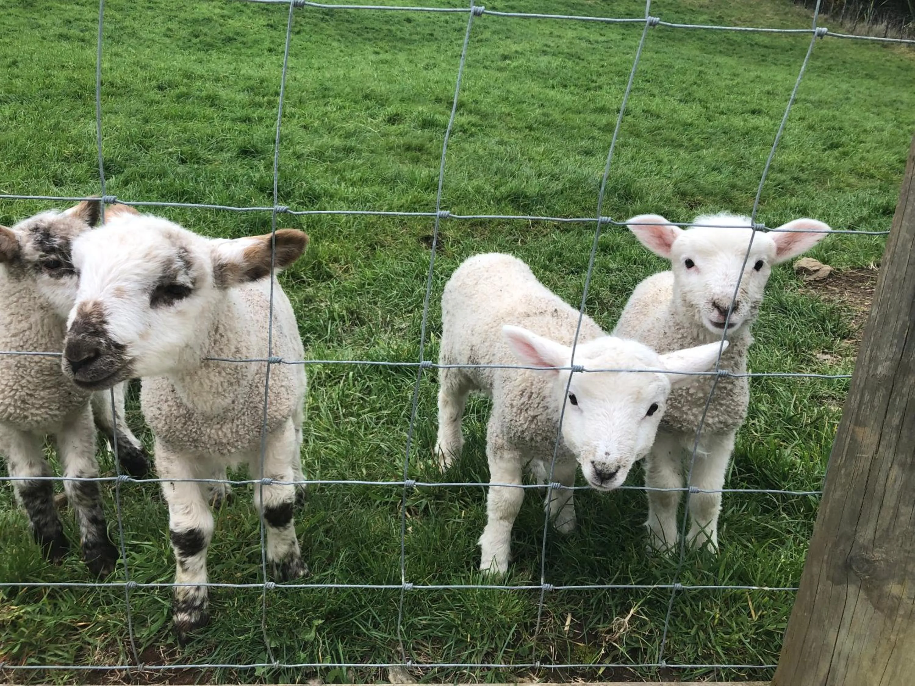 Animals in Nadarra Hideaway