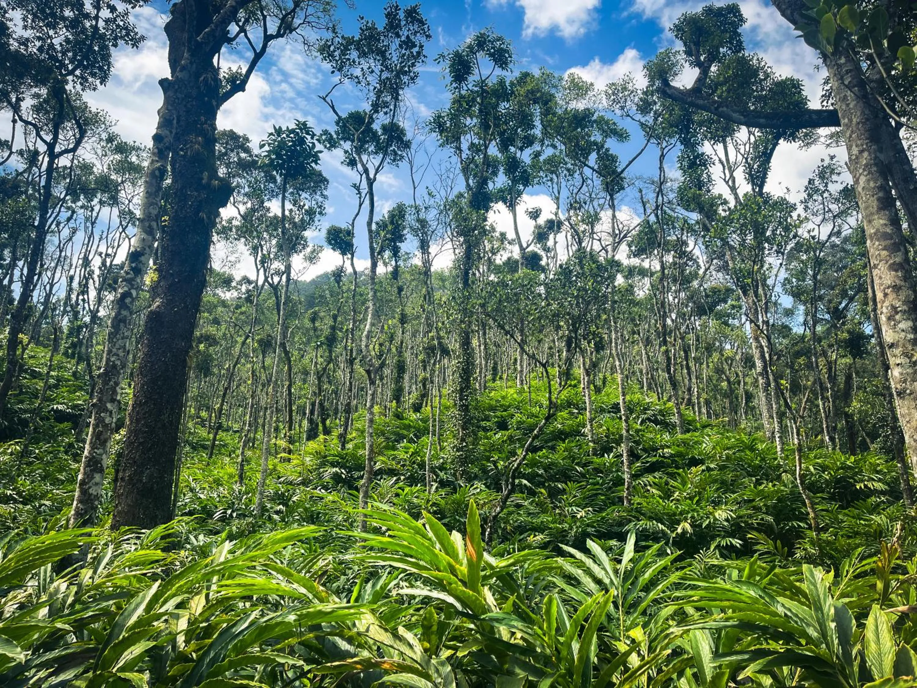 Day in Mystic Mayapott, Thekkady