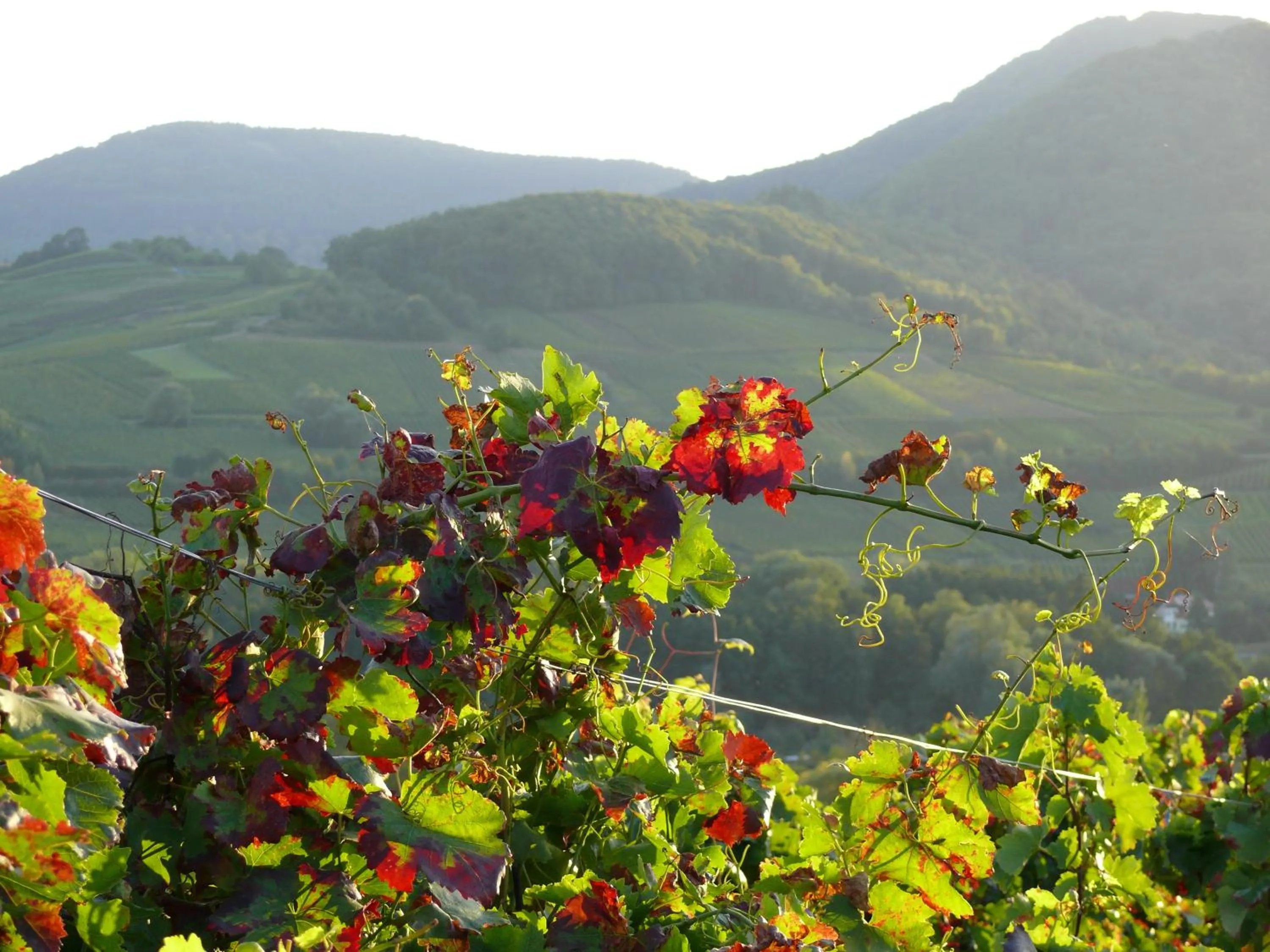 Day in Landhotel Sonnenhof