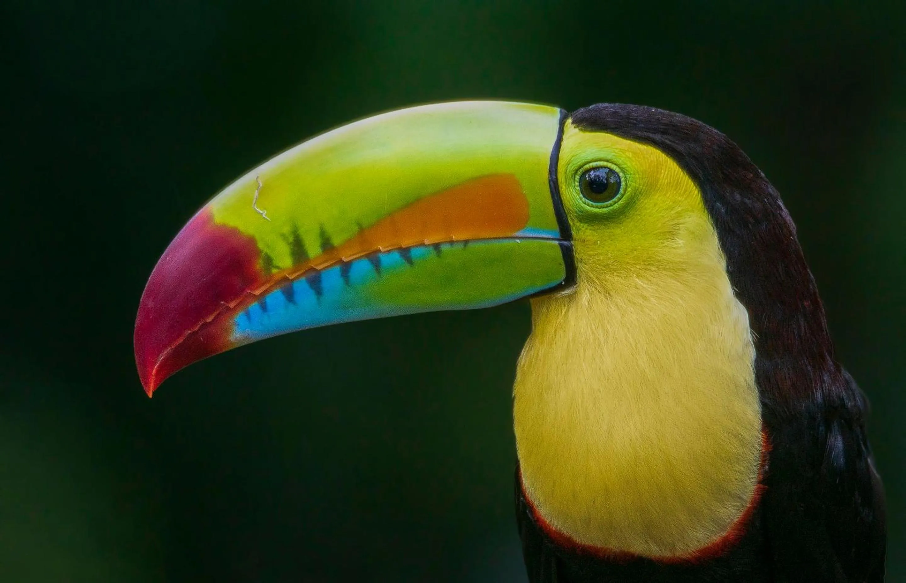 Animals in Buena Vista del Rincón Eco Adventure Park Hotel & Spa