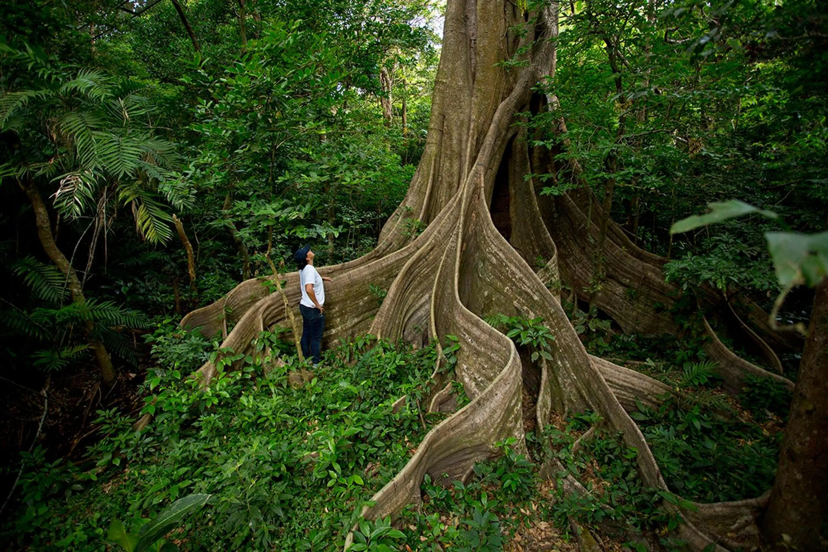Nearby landmark in Buena Vista del Rincón Eco Adventure Park Hotel & Spa