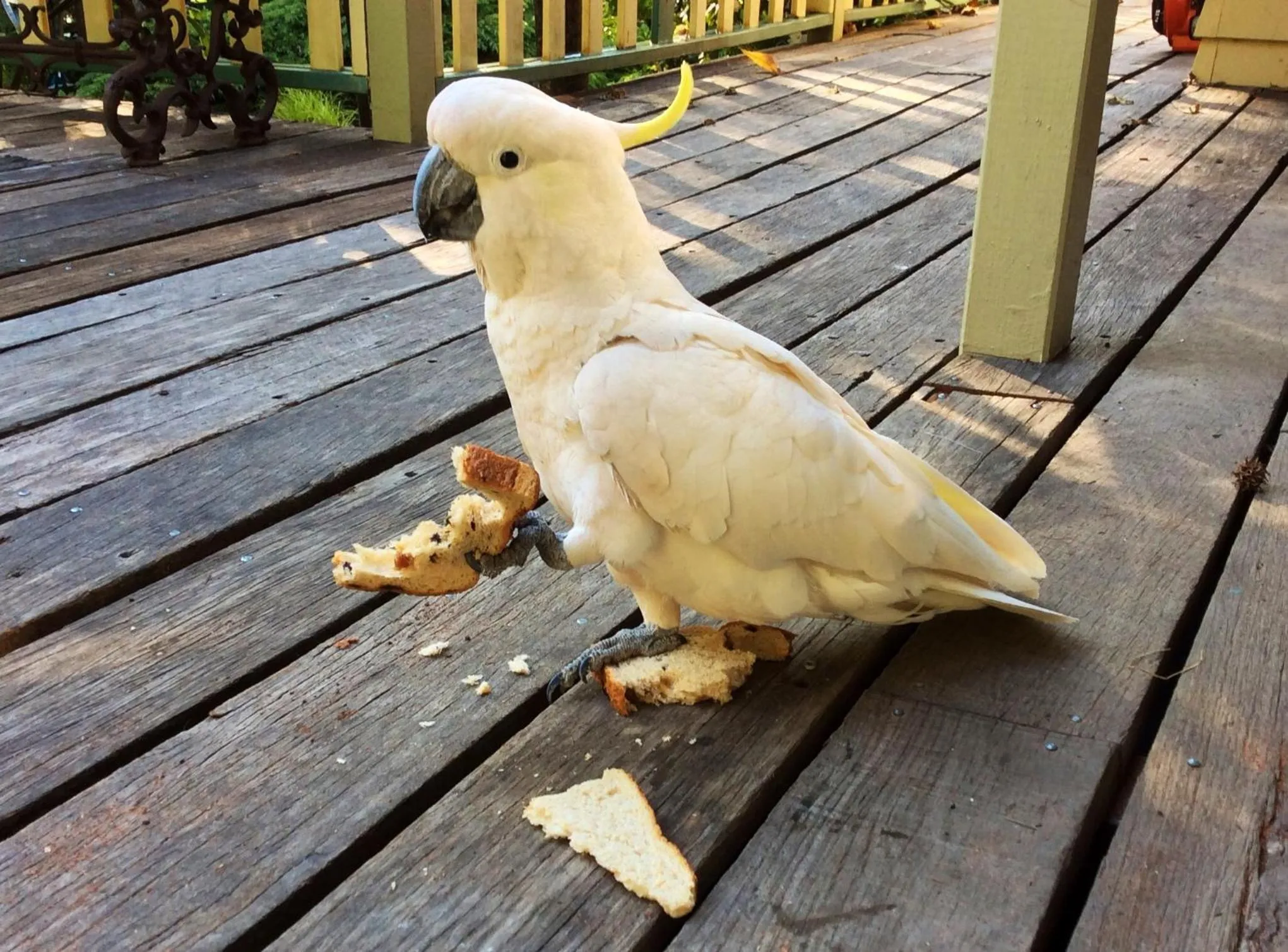 Garden in Aldgate Valley Bed and Breakfast