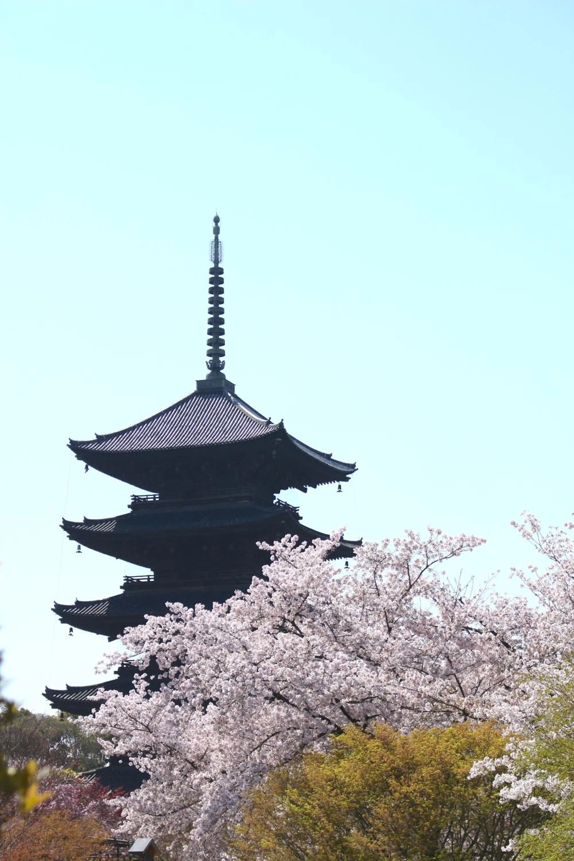 Activities in Stay SAKURA Kyoto TSUBAKI